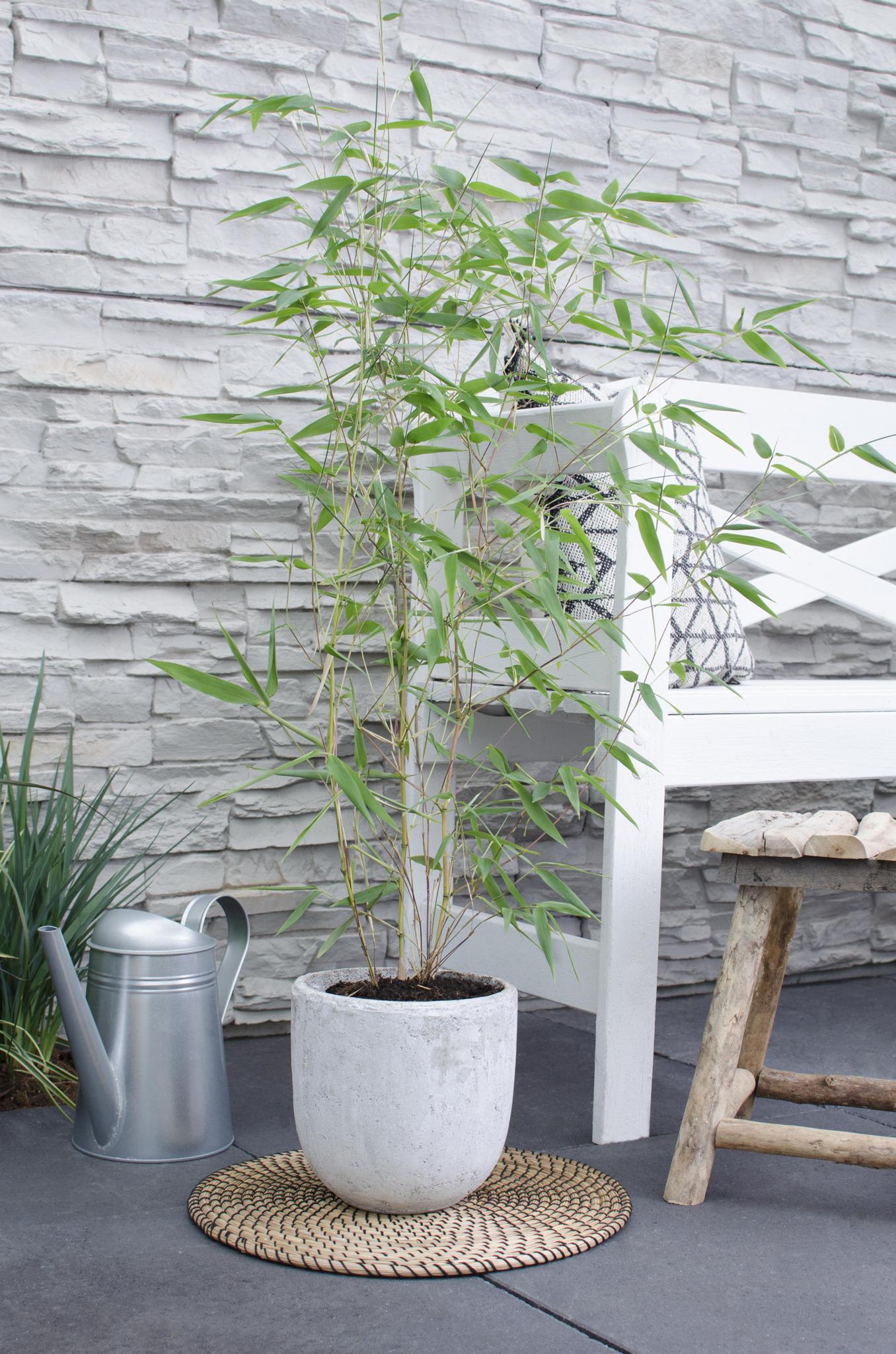 Phyllostachys 'Bissetii' - Groene stam bamboe
