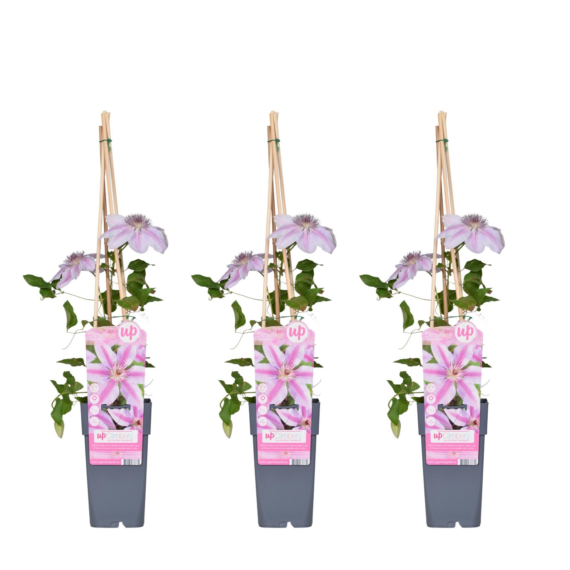 3x - Clematis Nelly Moser - ?65cm - Ø15
