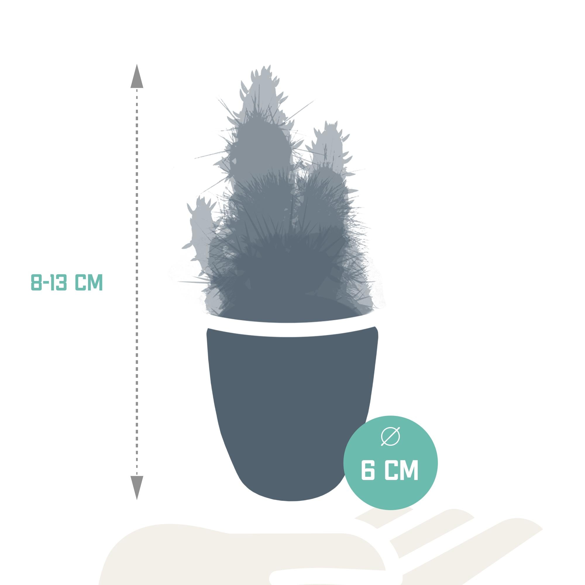 Cactus en vetplantenmix 5,5 cm | 15 stuks - in witte pot