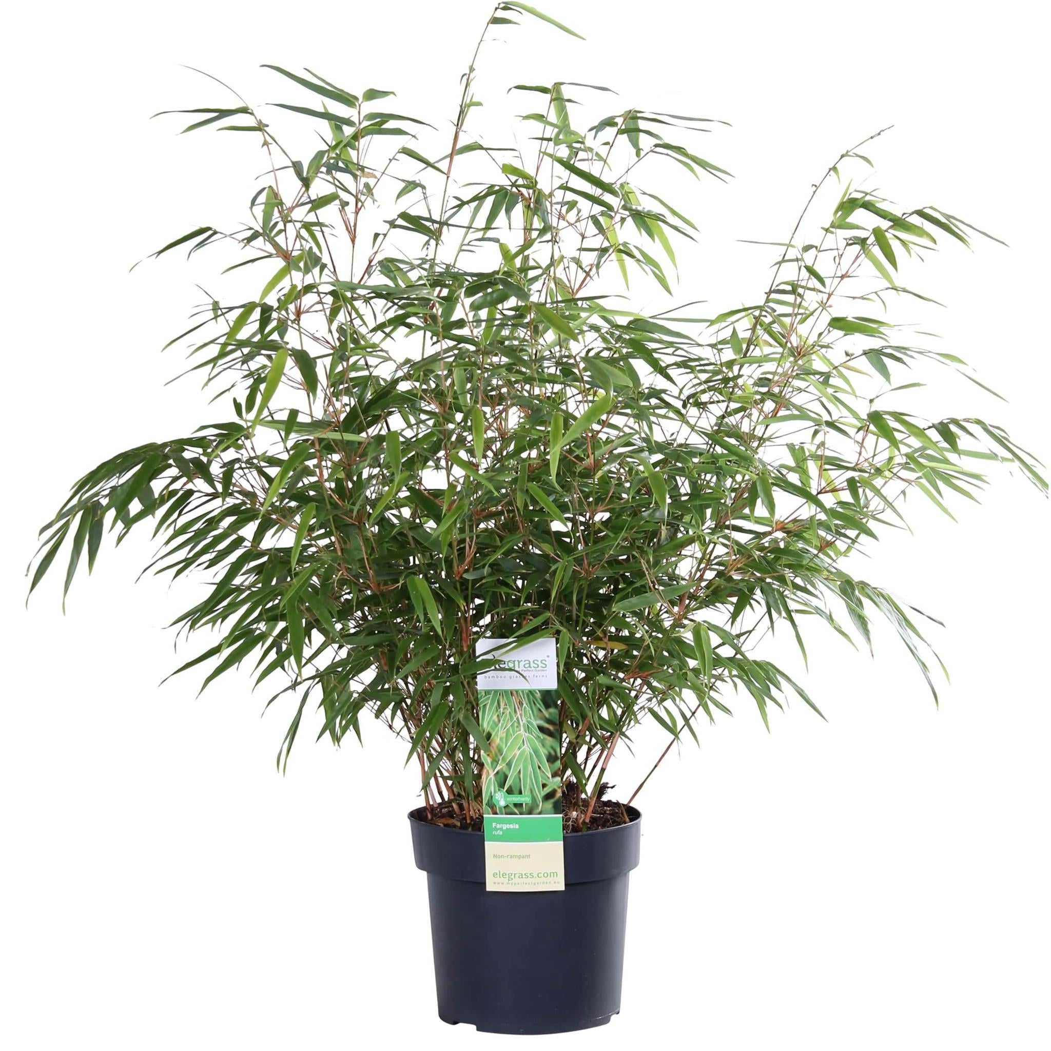 Fargesia rufa - Niet woekerende bamboe - Ø19 - ?60cm
