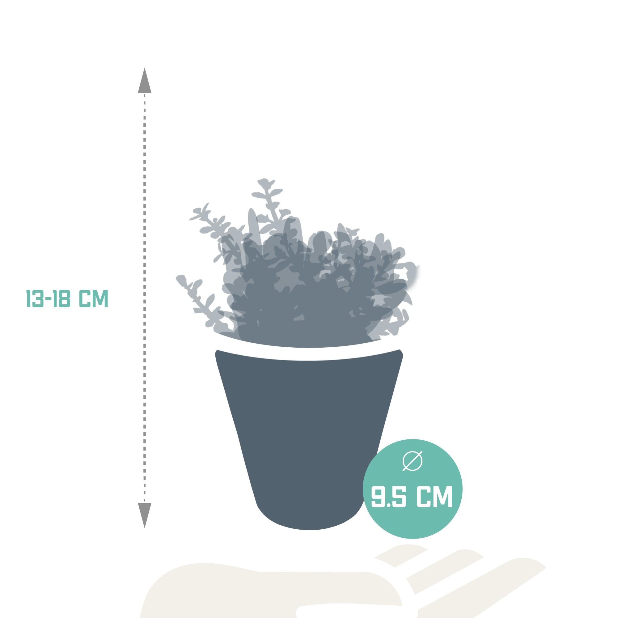 Crassula mix 8,5 cm - 3x - in witte pot