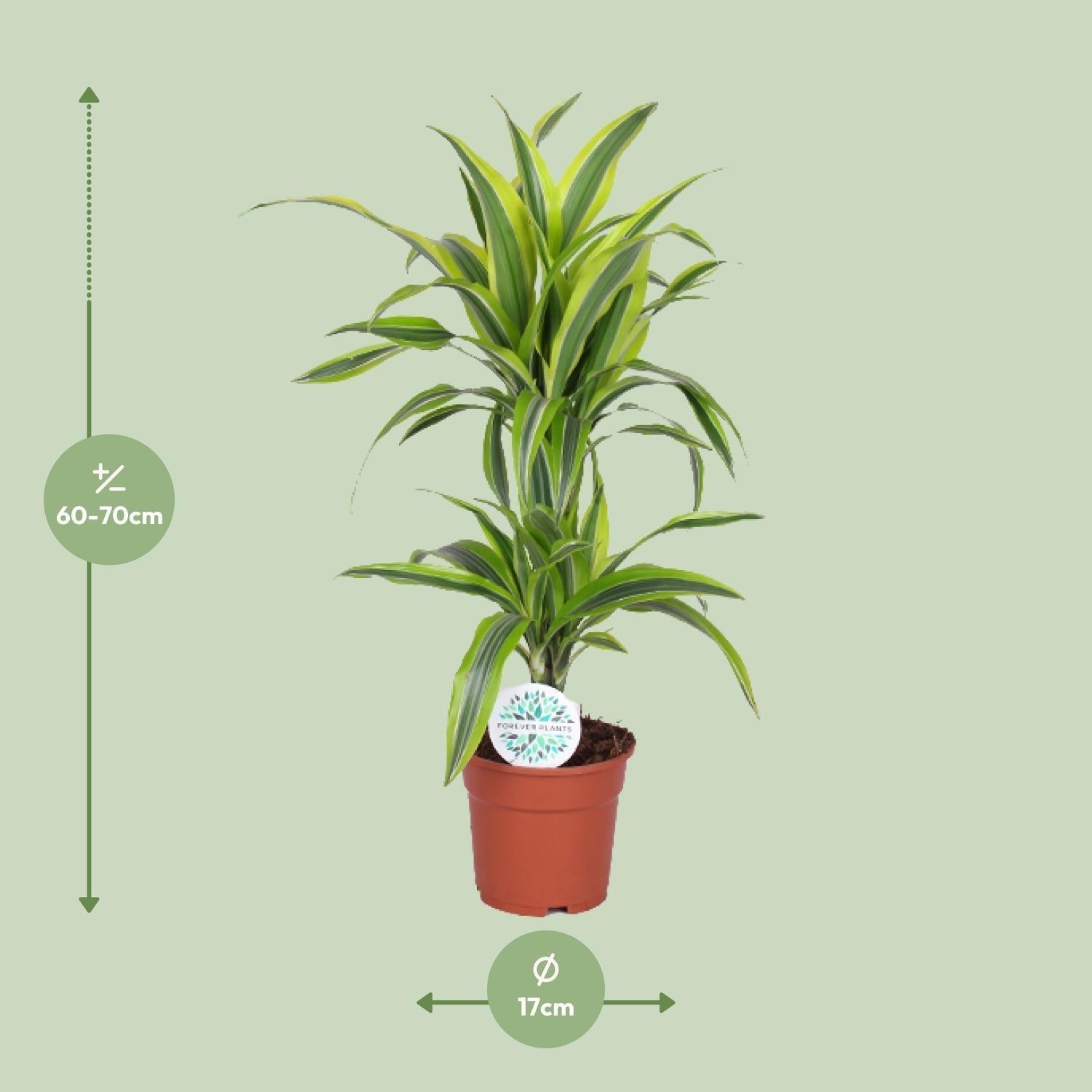 Dracaena Zitrone Limette - Ø17cm - ↕65cm