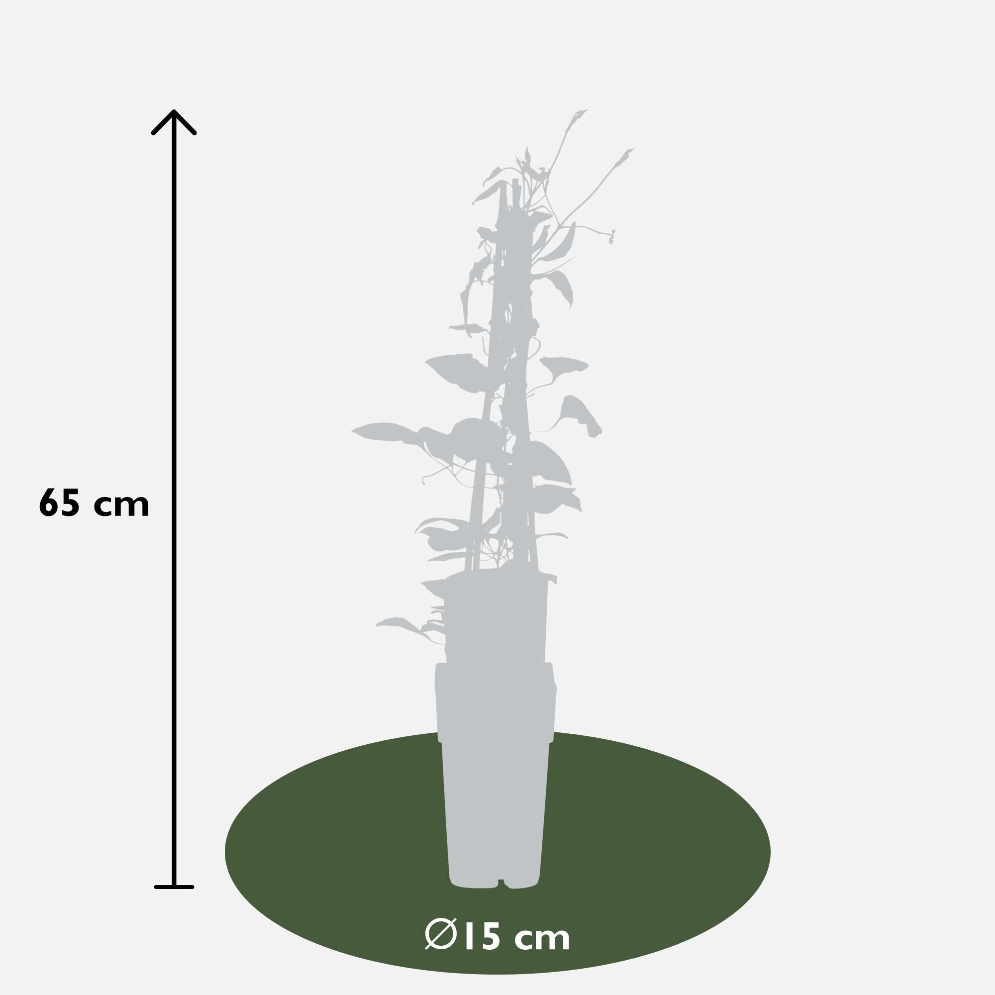 Clematis Rouge Cardinal - Clematis Rood