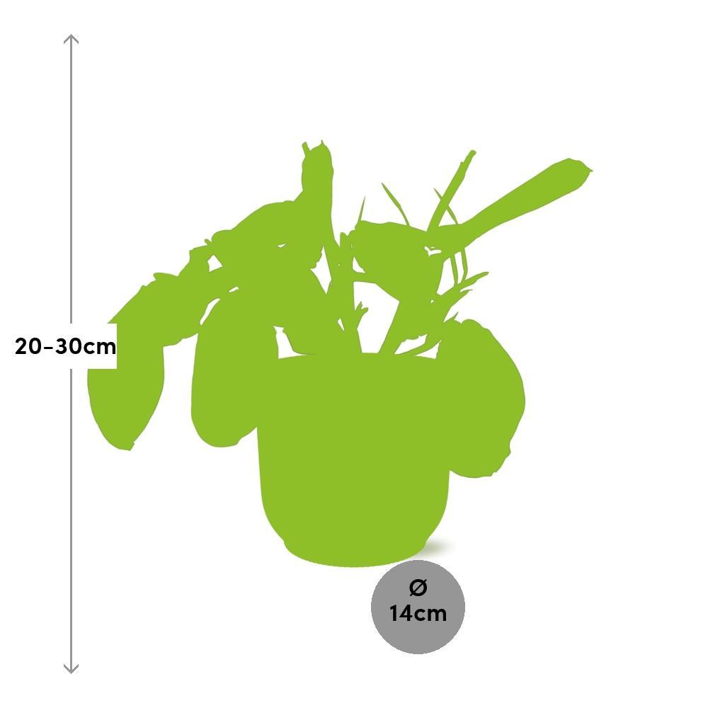 Maranta Leuconeura 'Fascinator' Tricolor in ELHO Vibes Fold 14cm geel