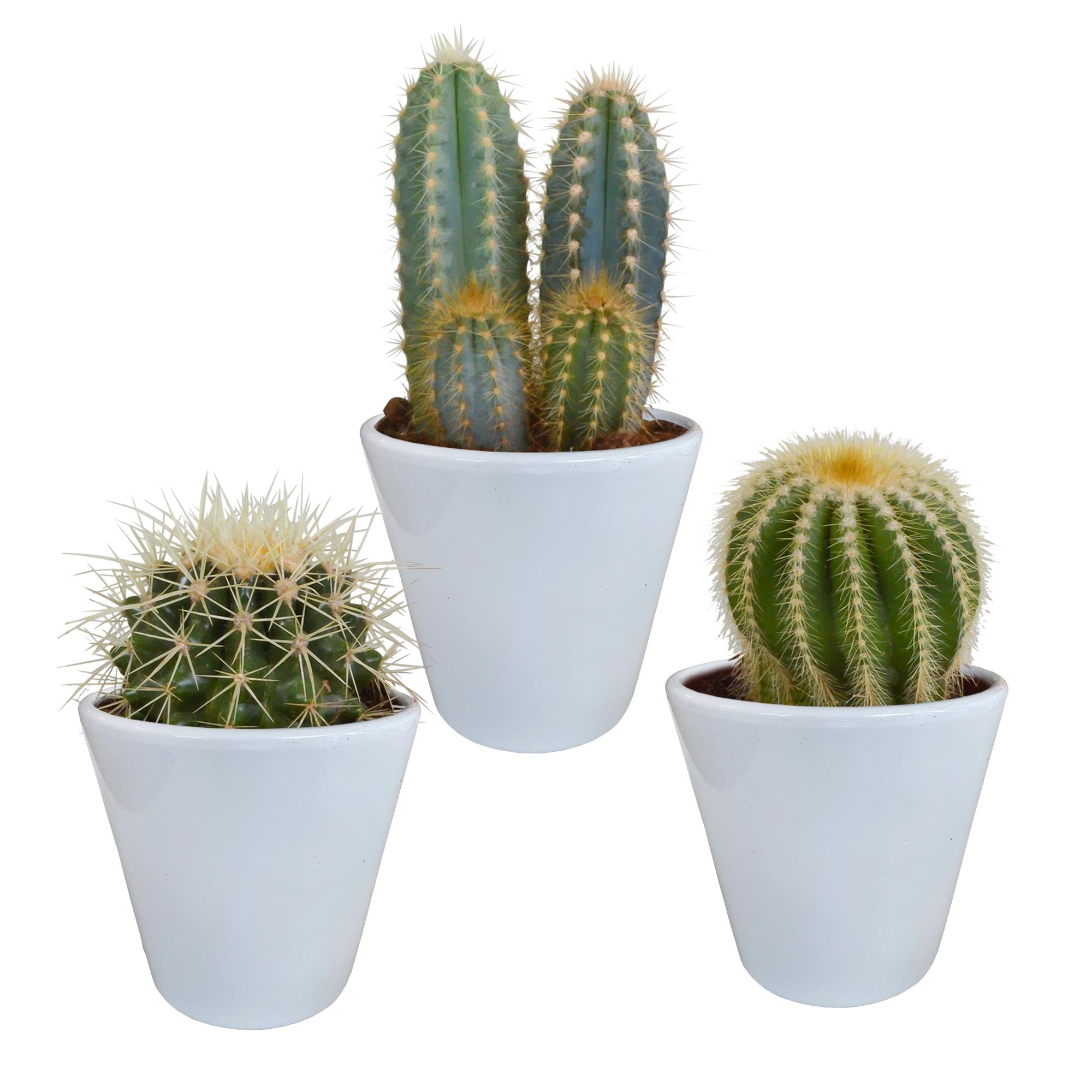 Cactusmix 8,5 cm - 3x - in witte pot