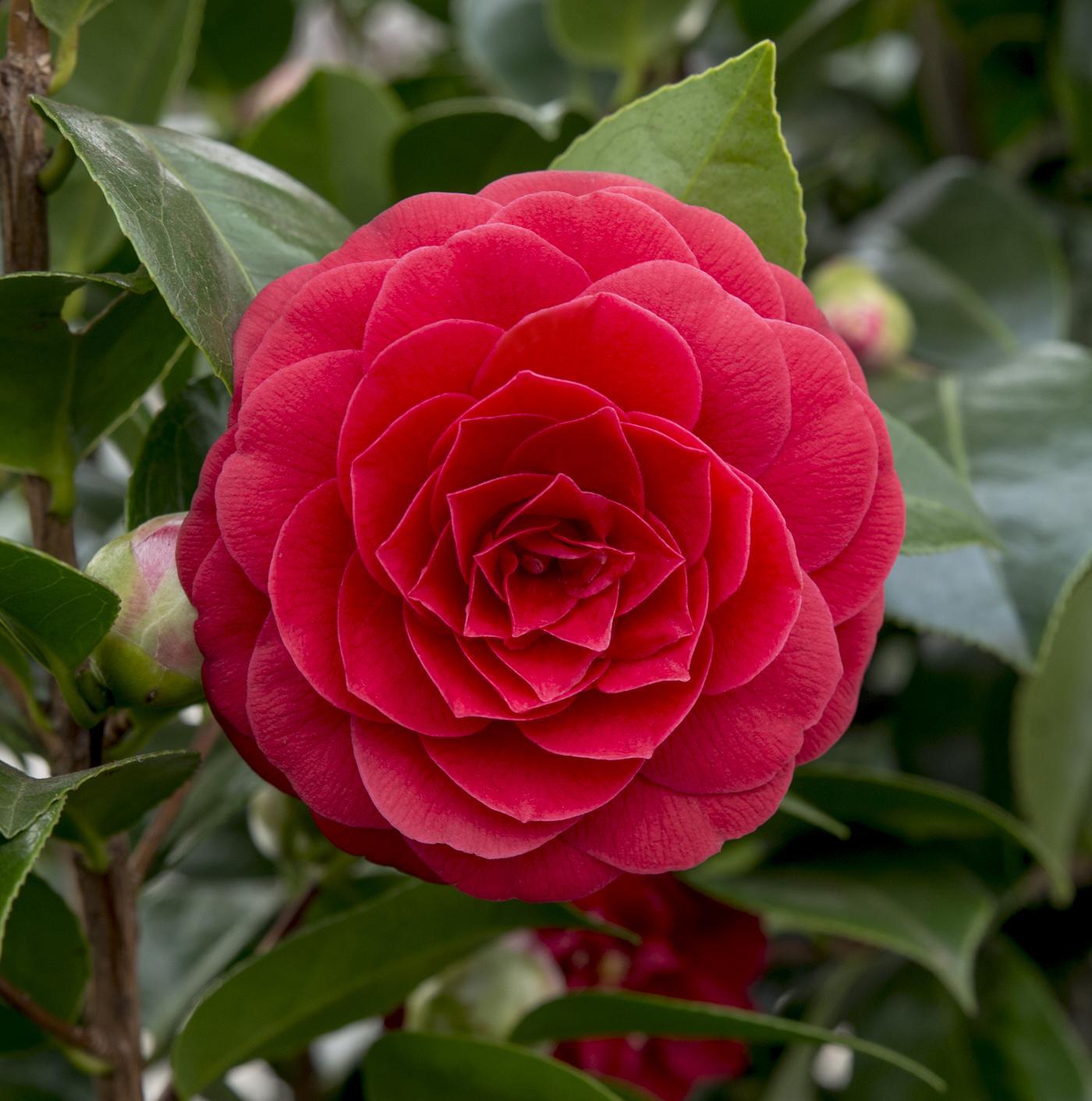 Camellia Japans 'Black Lace' - ?65cm - Ø19cm