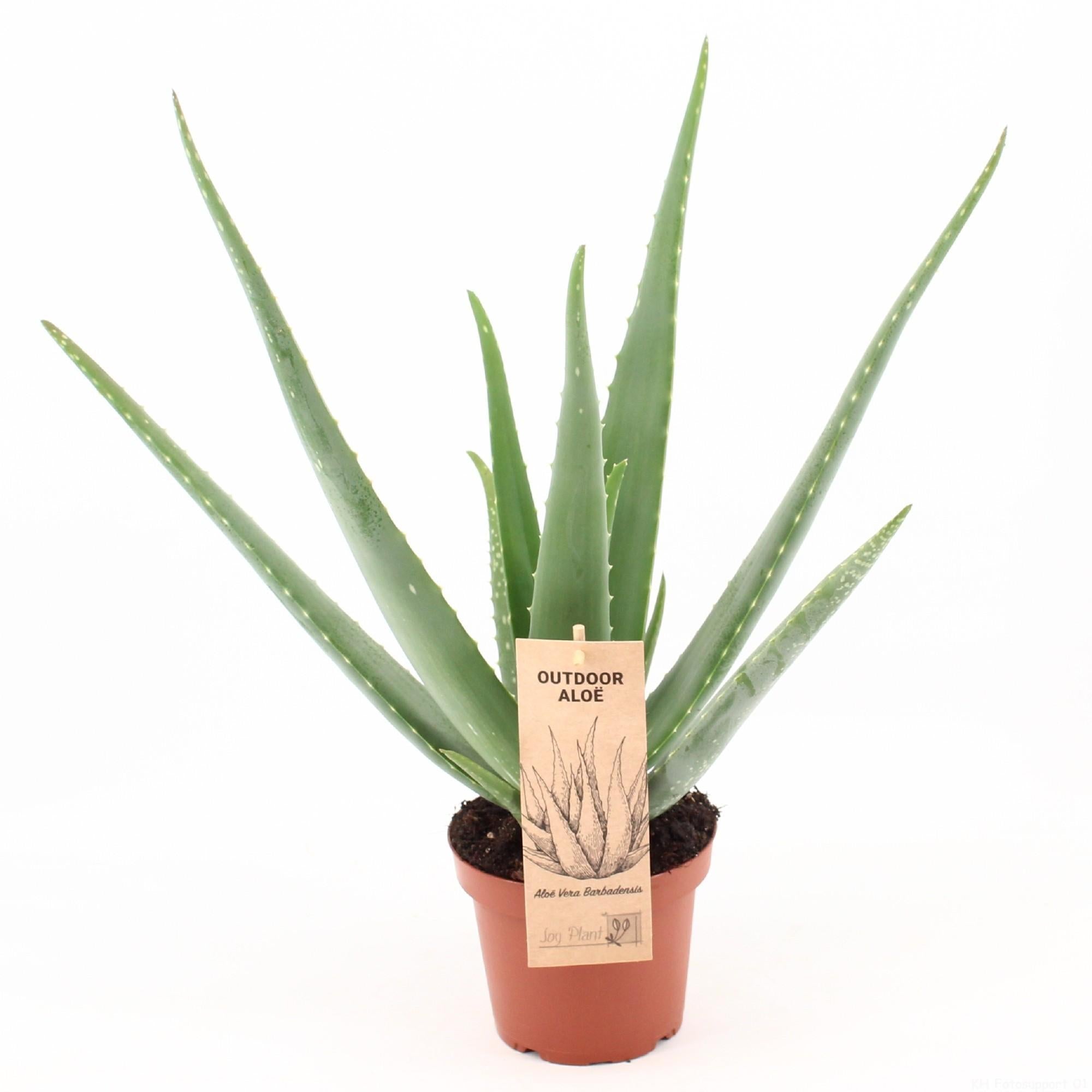 Aloë Vera P14 BUITEN - Ø14cm - ↕45cm