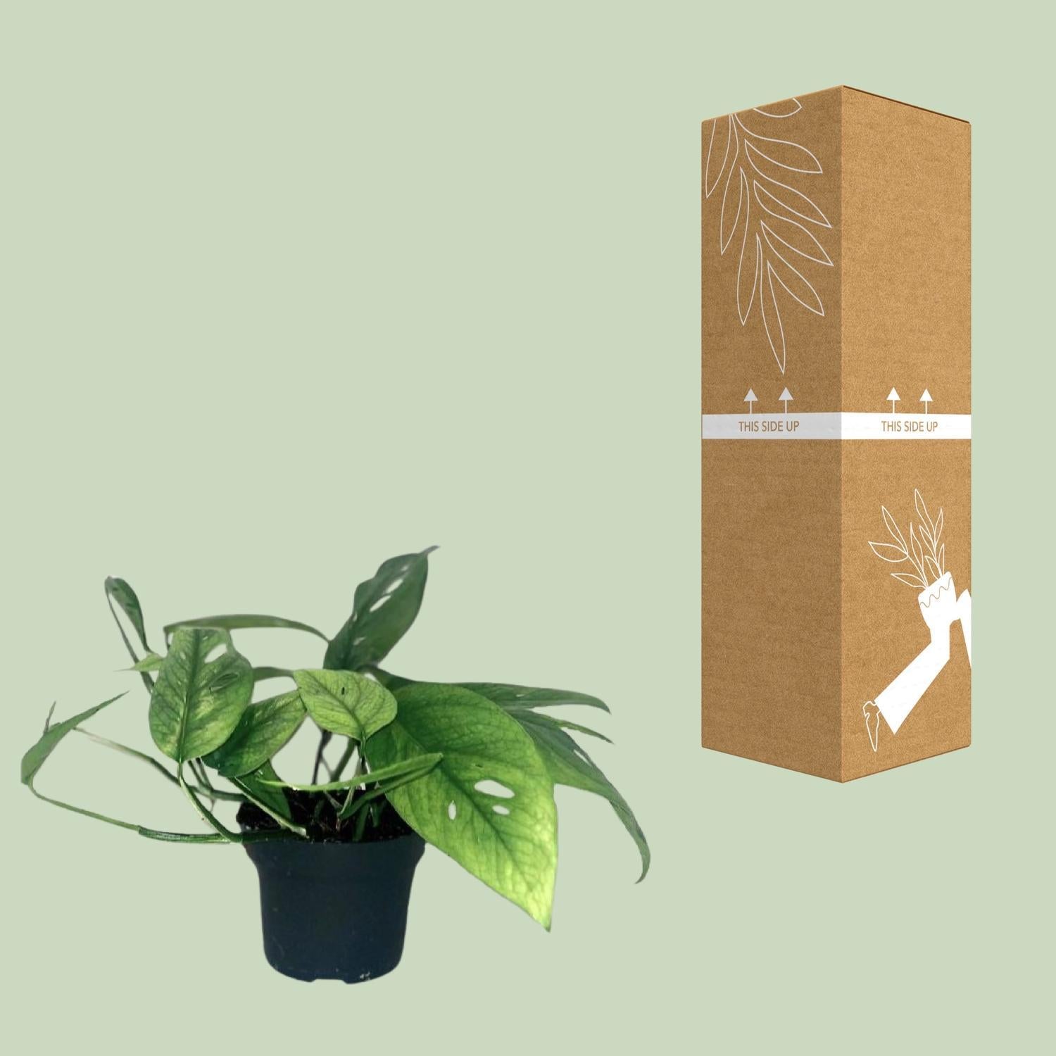 Epipremnum Cebu Blauw - Ø12cm - ↕20cm