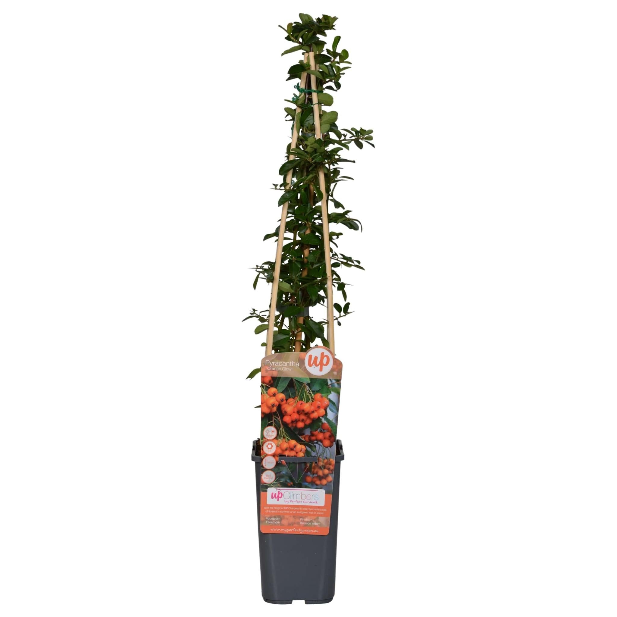 Vuurdoorn 'Orange Glow' - ?65cm - Ø15