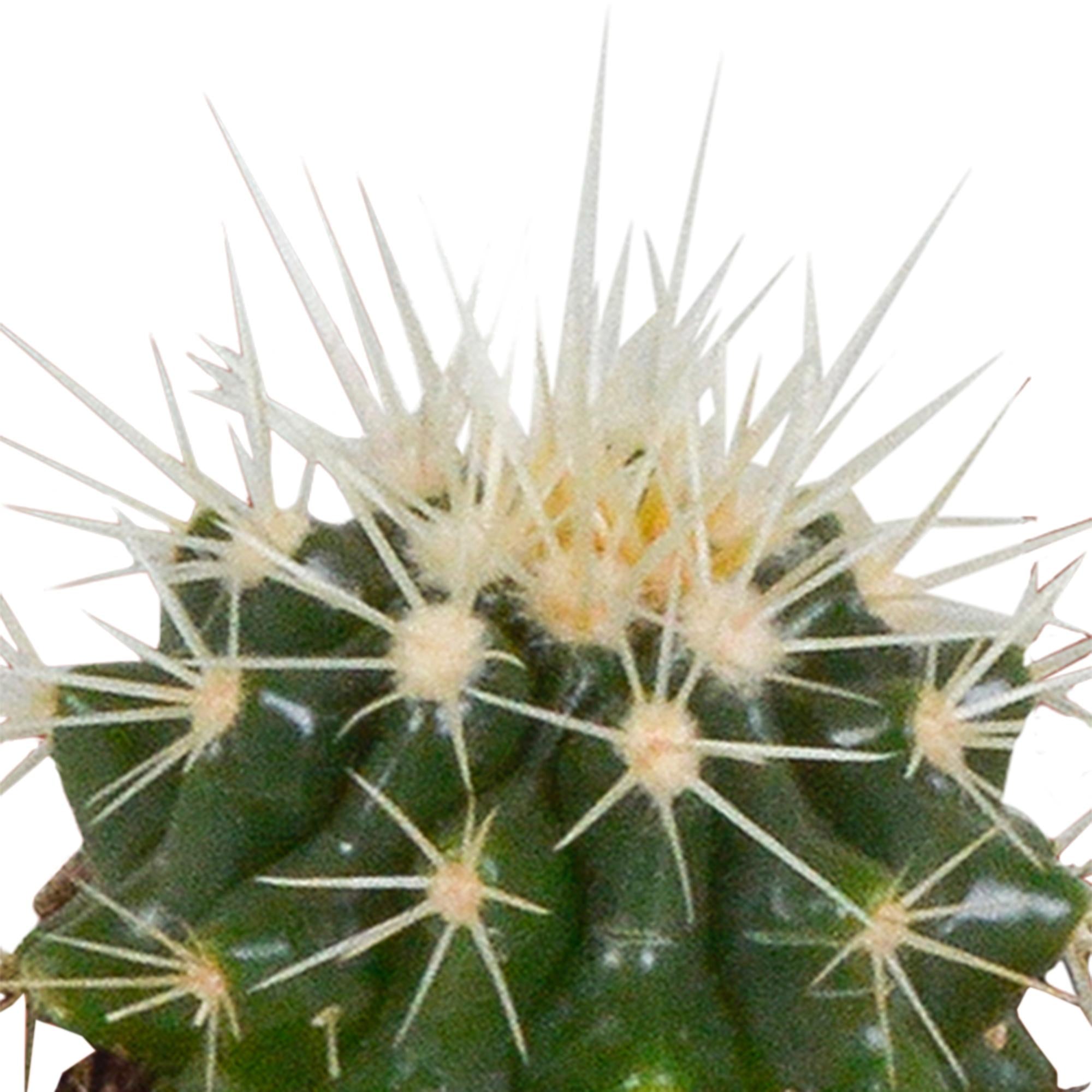Cactusmix 5,5 cm - 5x - in witte pot