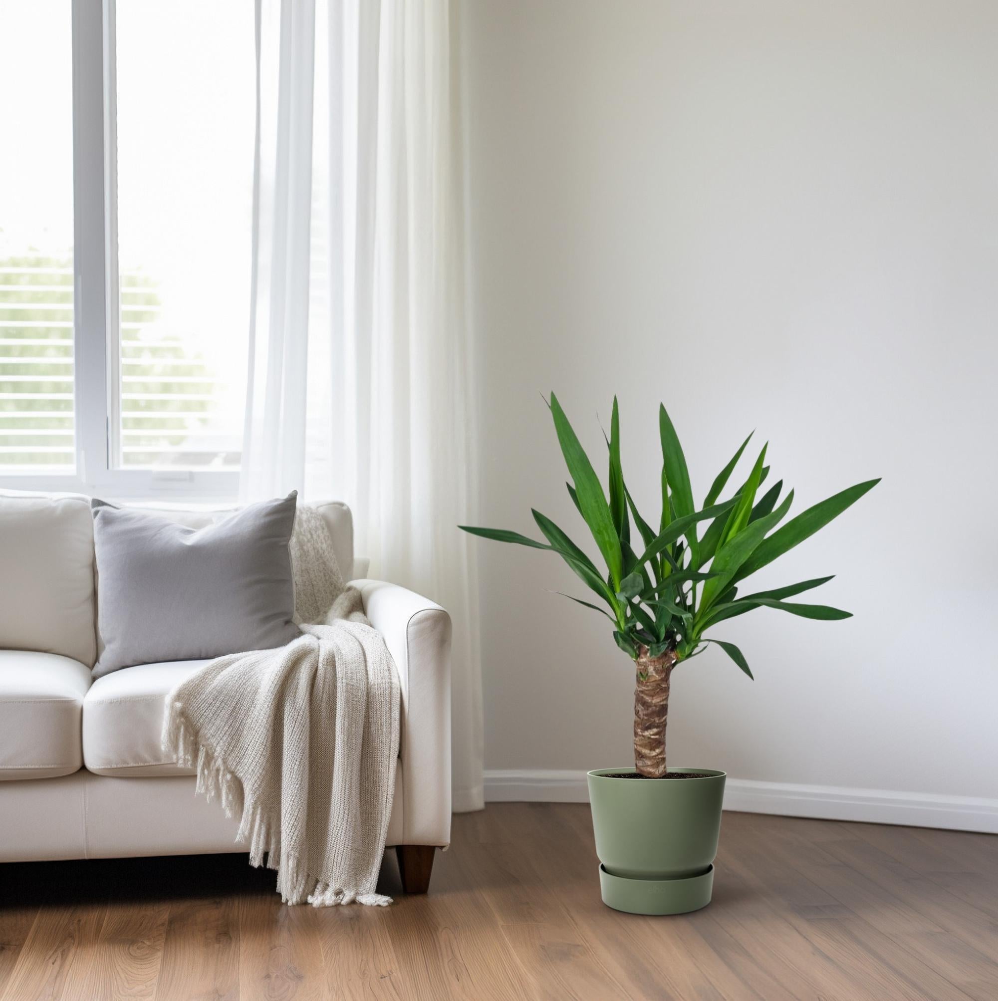 Yucca-Ø14cm - ↕60cm