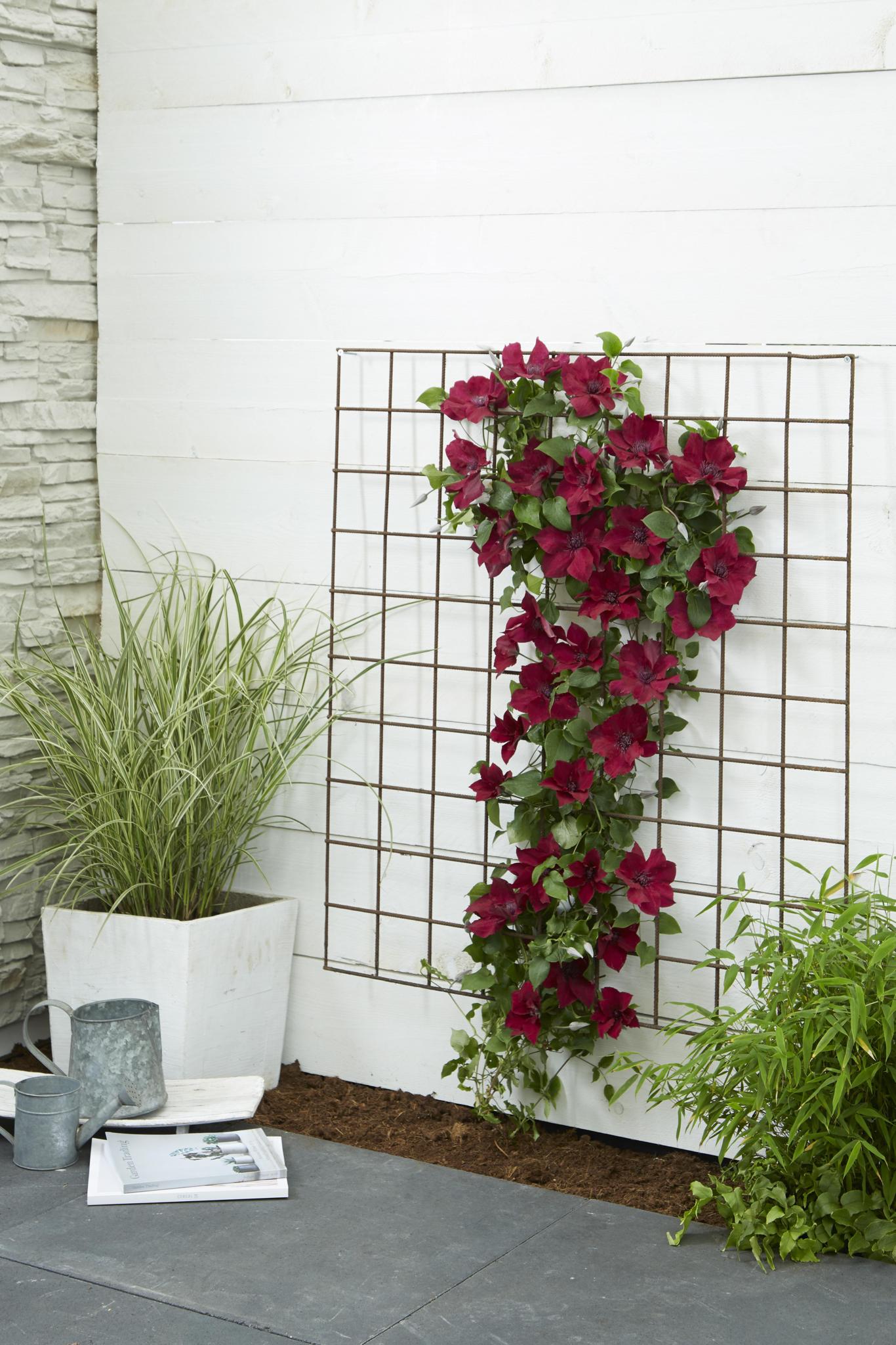 Clematis Nubia - Clematis Evison Rood - Ø15 - ?65cm