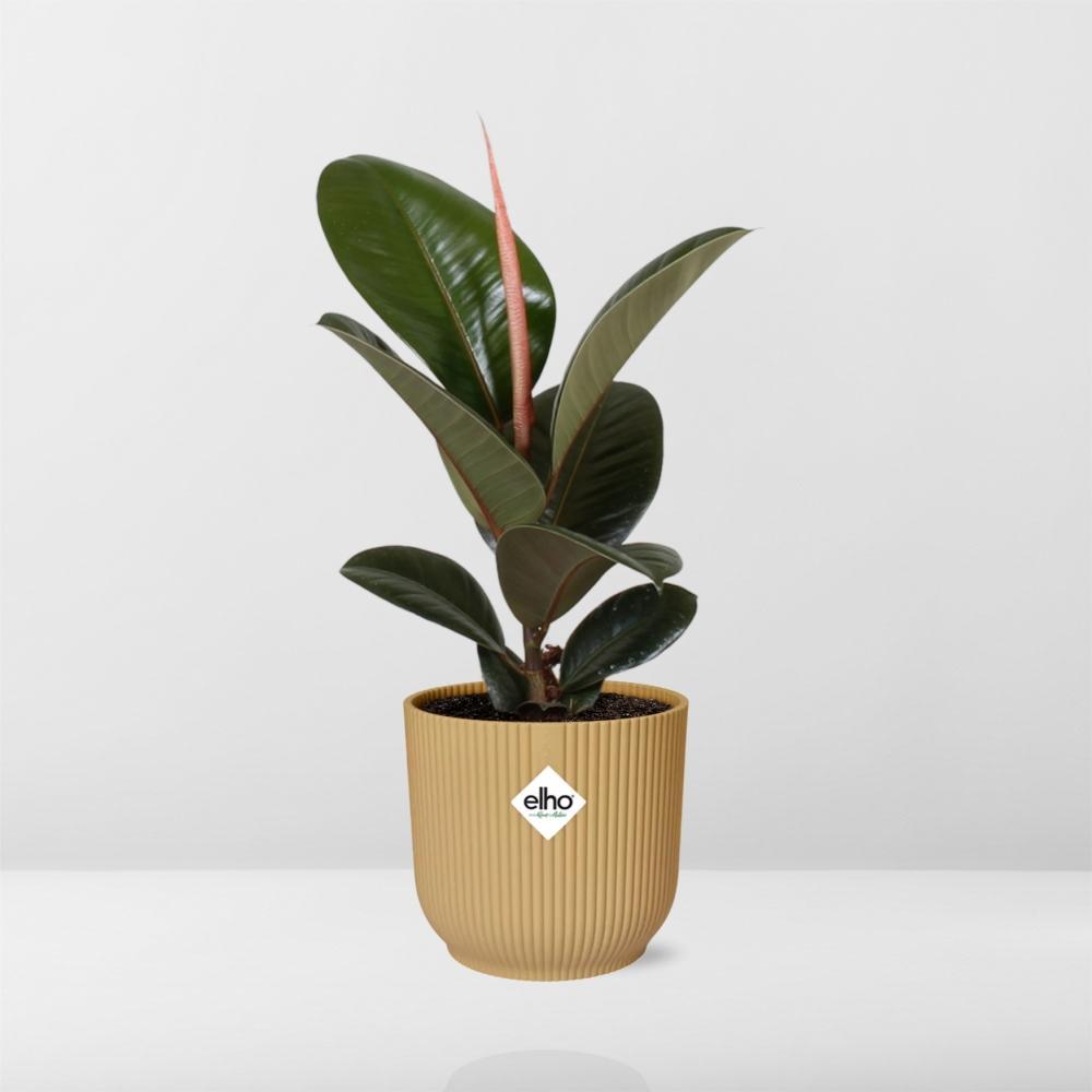 Ficus Elastica 'Robusta' in ELHO Vibes Fold 14cm geel