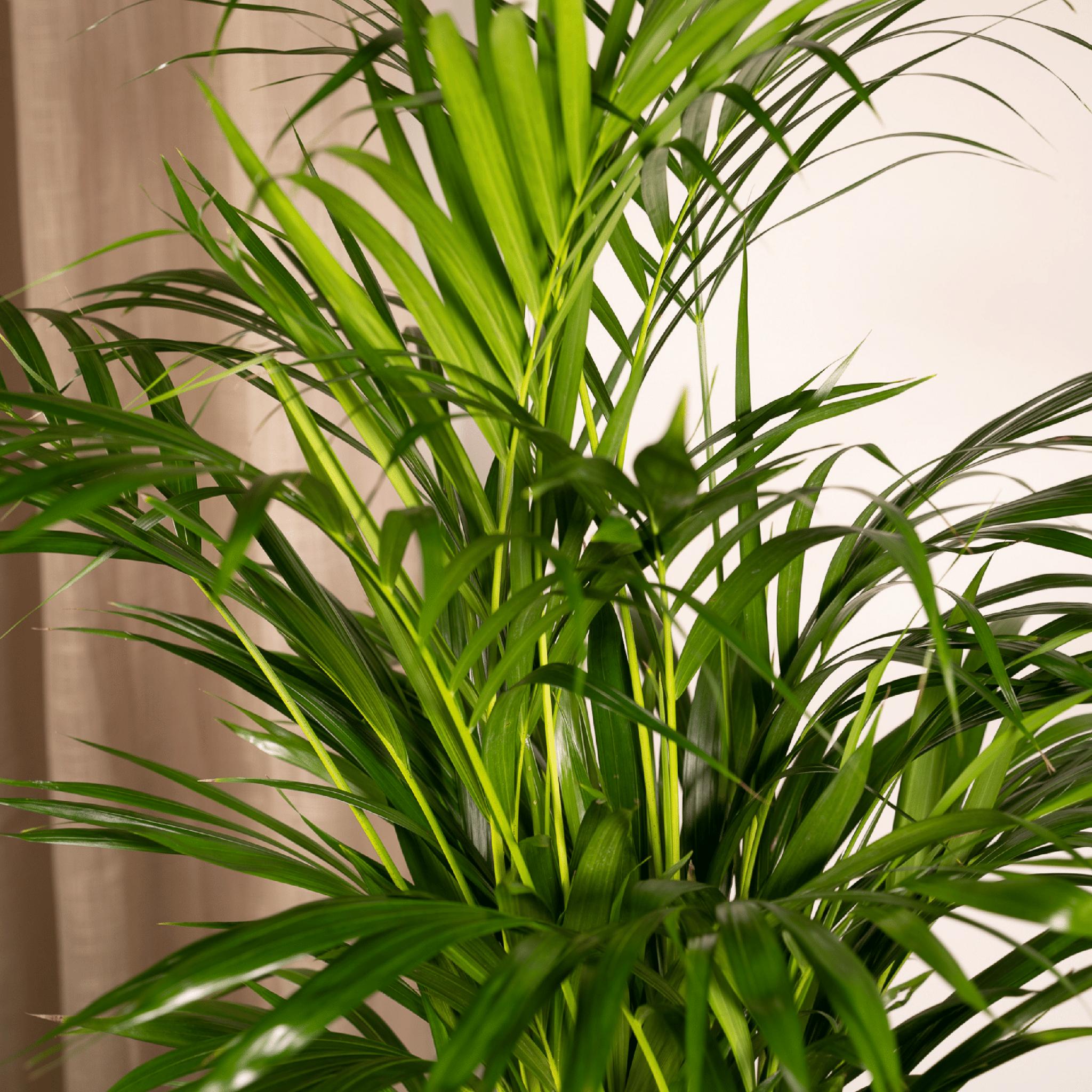 Arecapalm - Ø19cm - ↕85cm