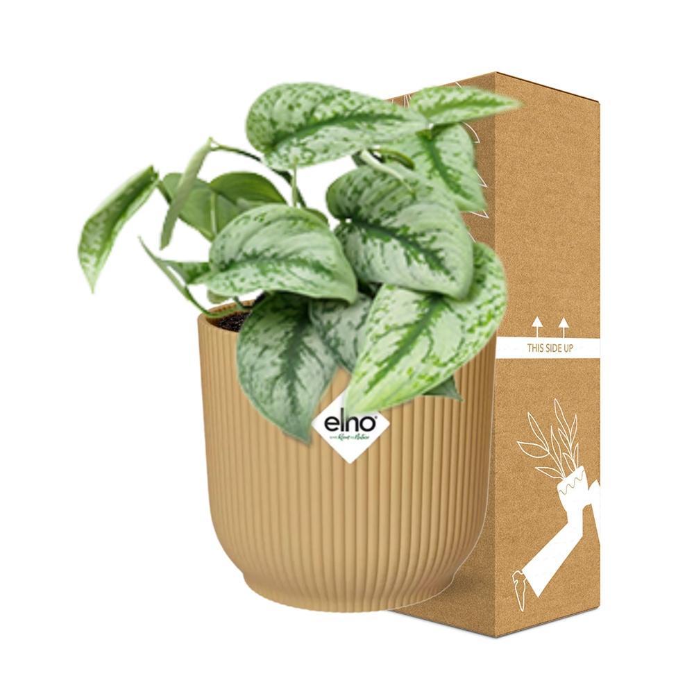 Scindapsus Pictus 'Trebie' in ELHO Vibes Fold 14cm geel