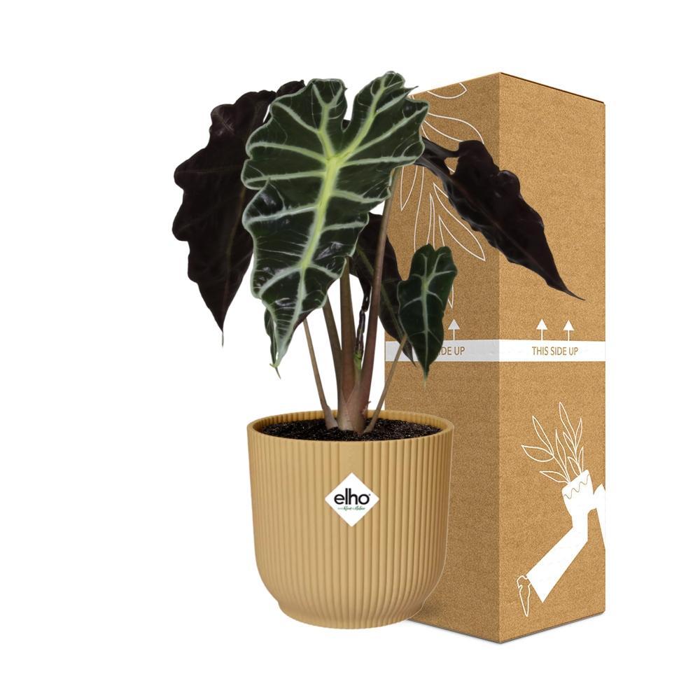 Alocasia 'Polly' in ELHO Vibes Fold 14cm geel
