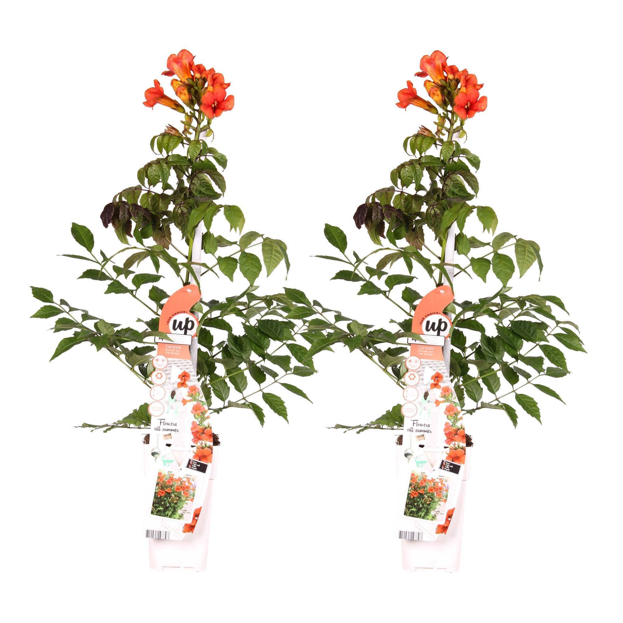 2x - Campsis Summer Jazz 'Vuurtrompet' - ?65cm - Ø15
