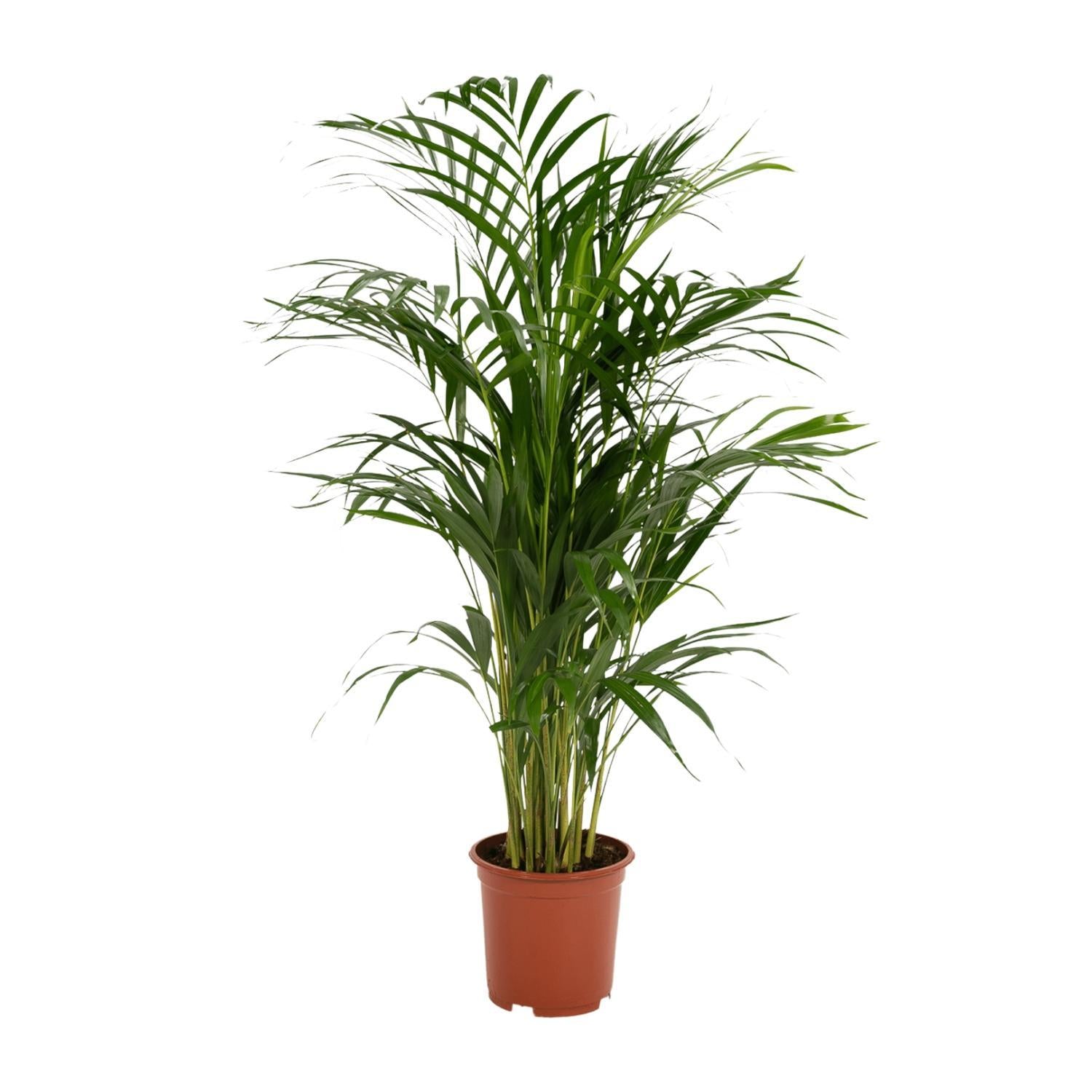 Arecapalm - Ø19cm - ↕85cm