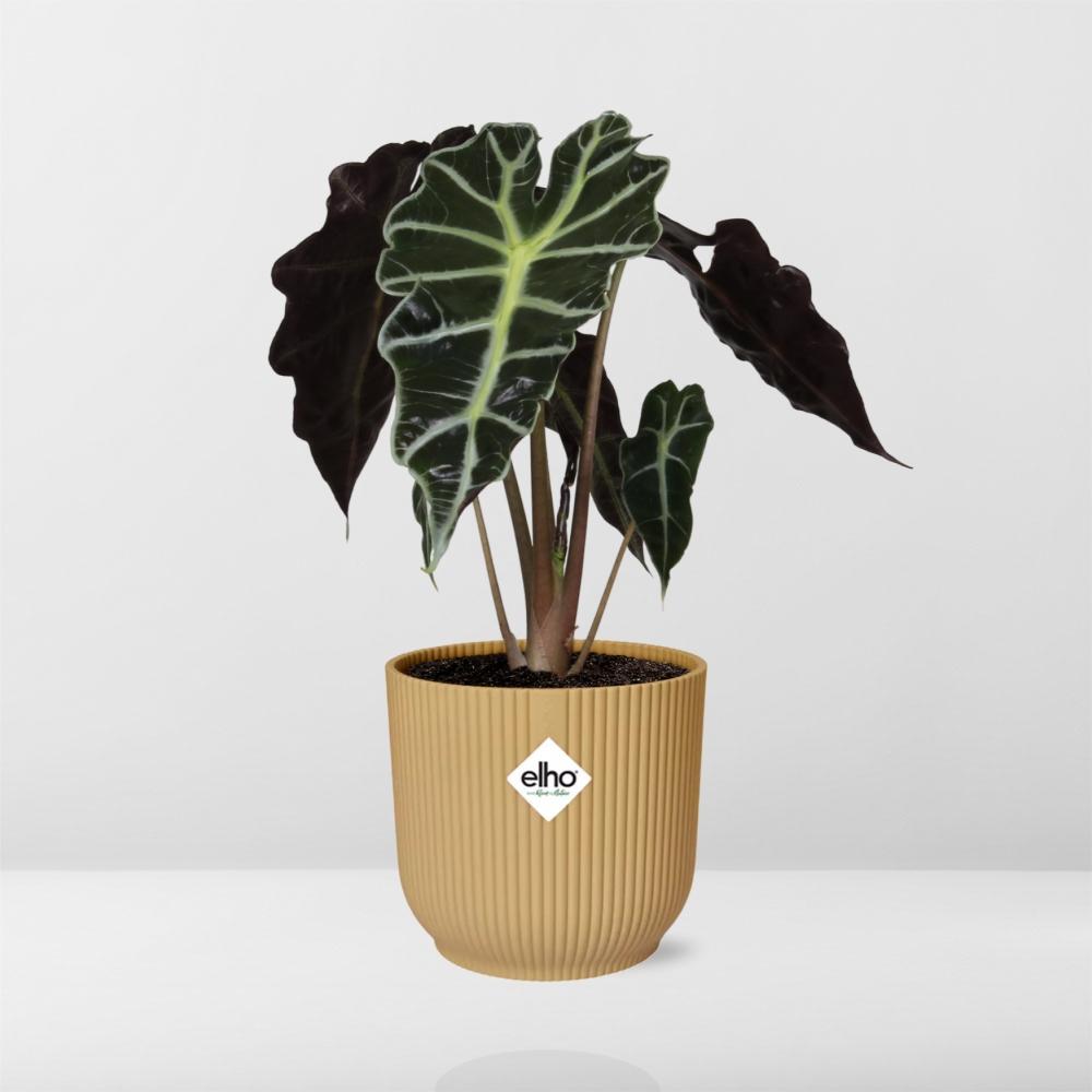Alocasia 'Polly' in ELHO Vibes Fold 14cm geel