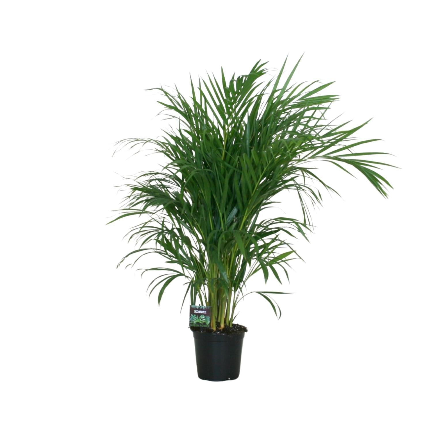 Dypsis Lutescens 120 - Ø19cm - ↕100cm