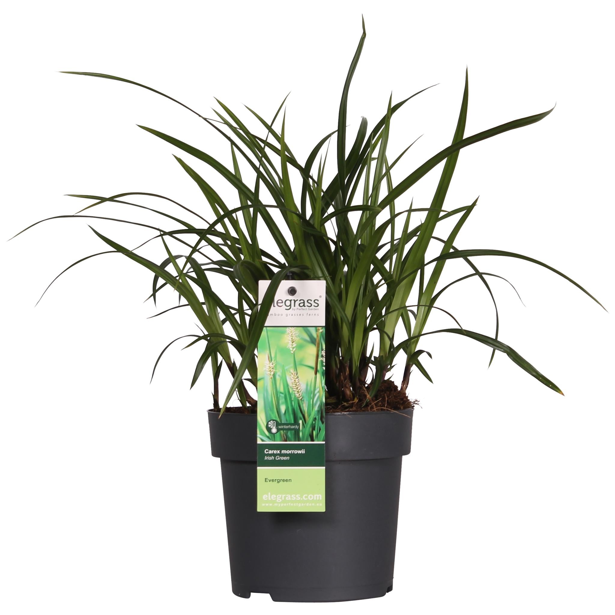 3x - Carex morrowii 'Irish Green' - ?30cm - Ø14