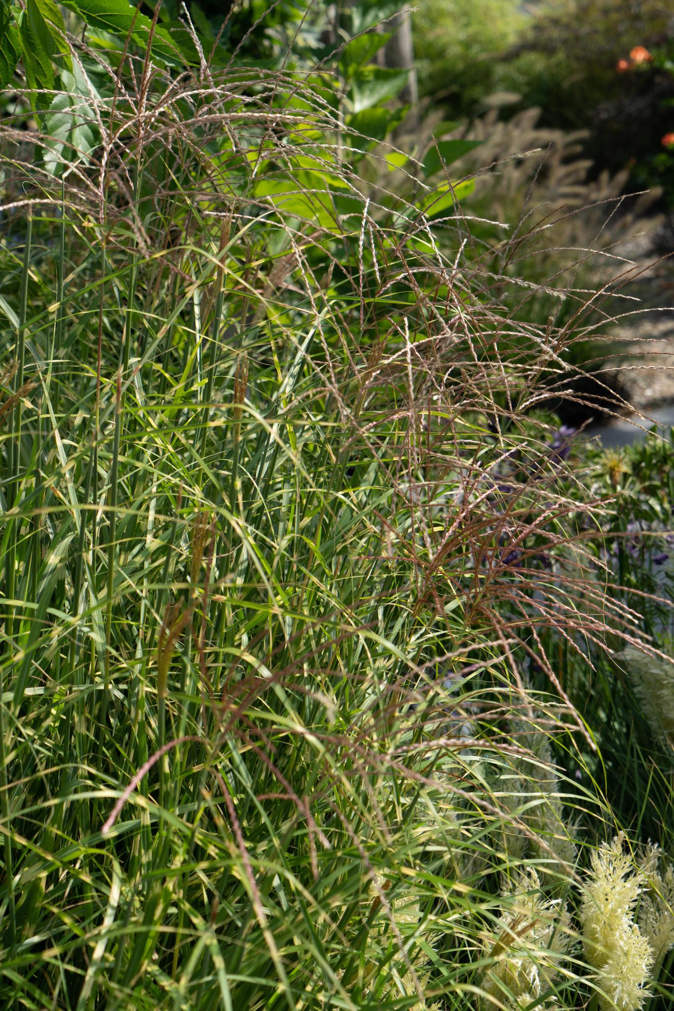 Miscanthus sinensis Strictus - Ø19 -?50cm