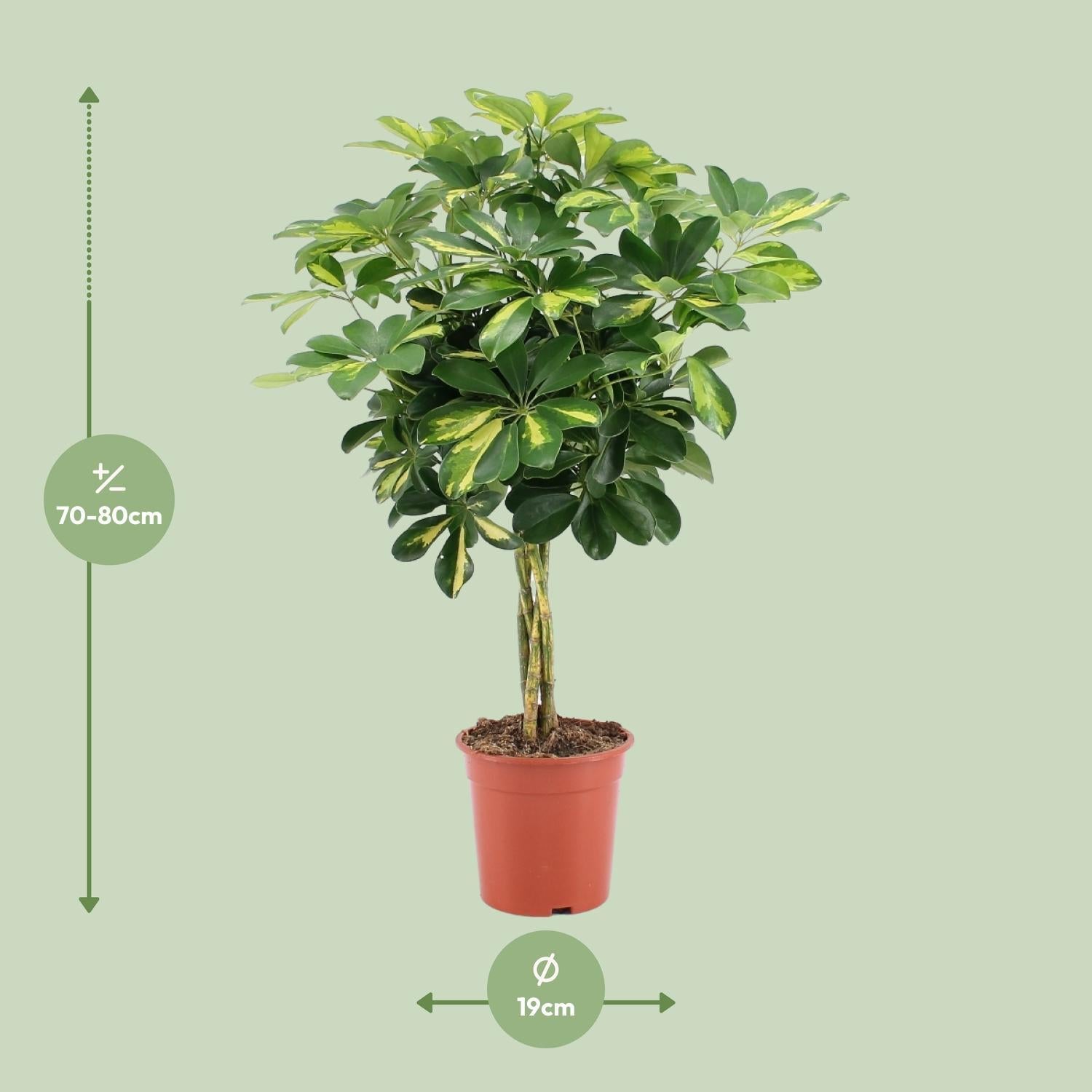 Schefflera Arboricola Goud Capella - Ø19cm - ↕75cm