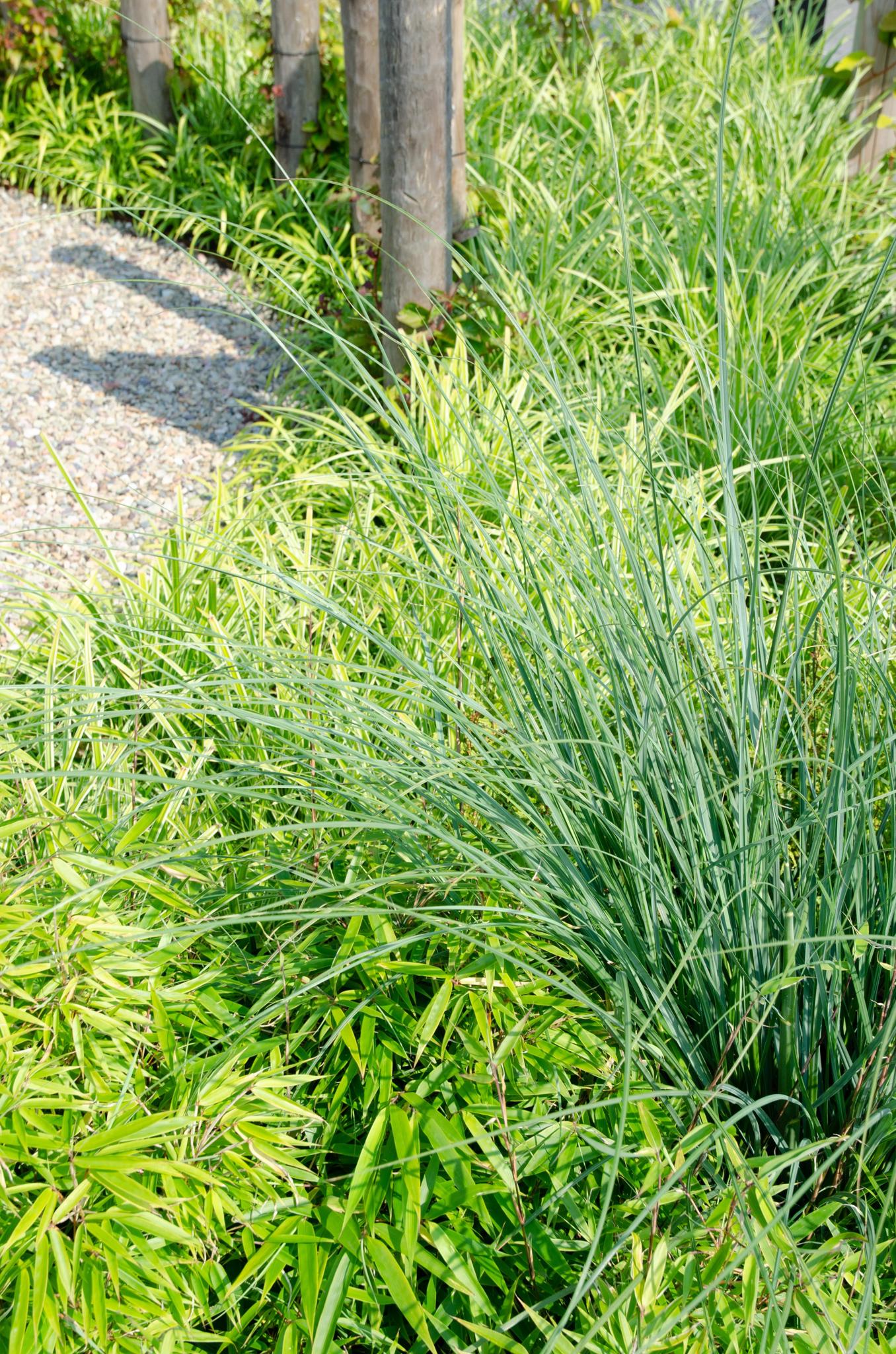 Fargesia rufa - Niet woekerende bamboe - Ø19 - ?60cm