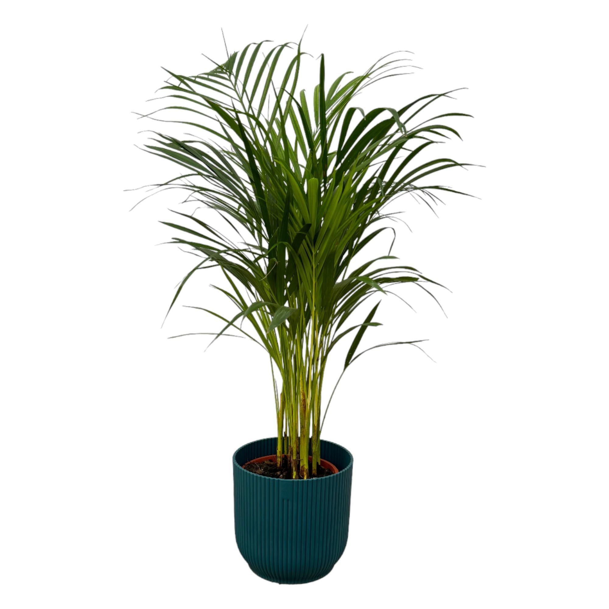 Areca palm - ?85cm - Ø19cm inclusief elho Vibes Fold Round blauw D22xH20