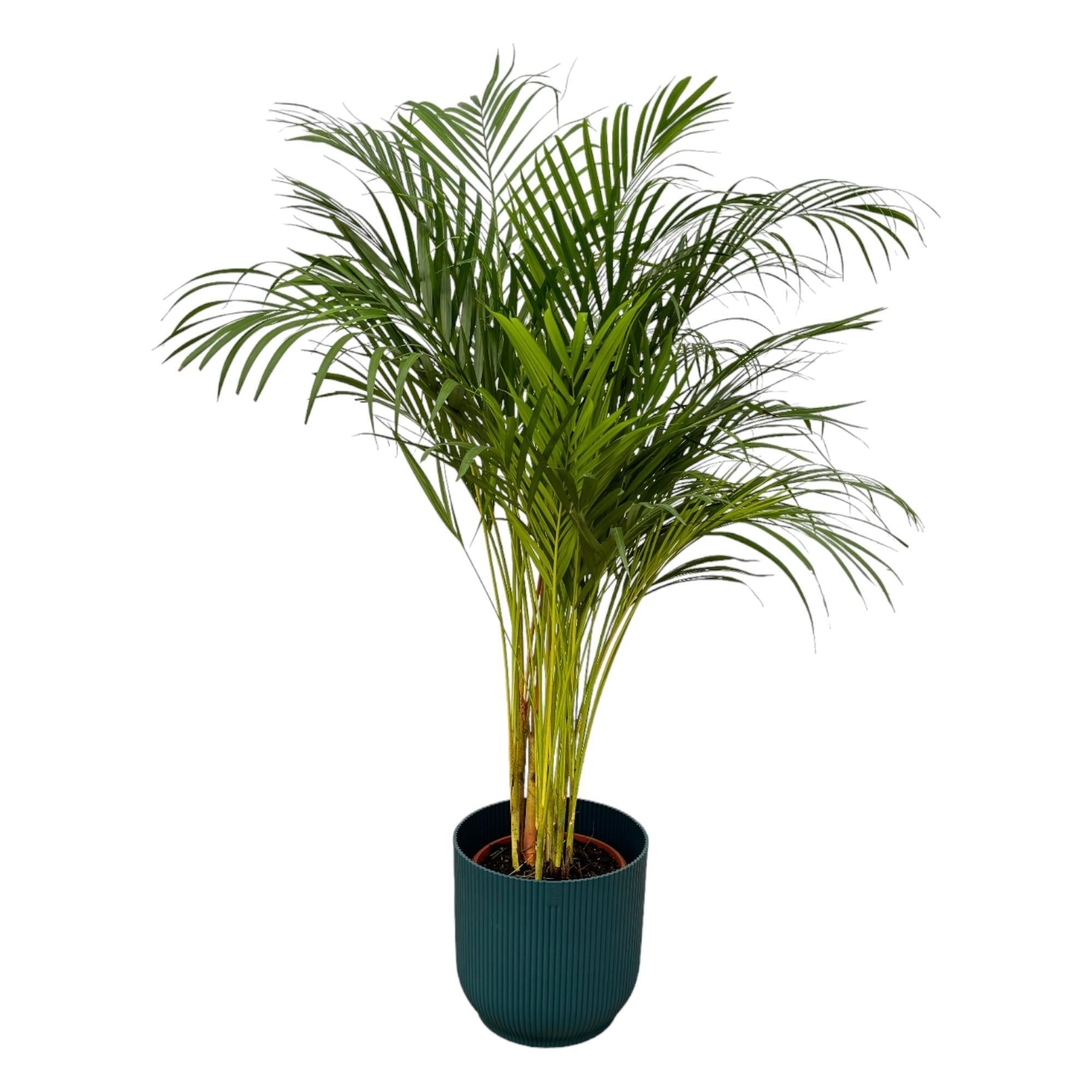 Areca palm - ?130cm - Ø24cm inclusief elho Vibes Fold Round blauw D30xH27