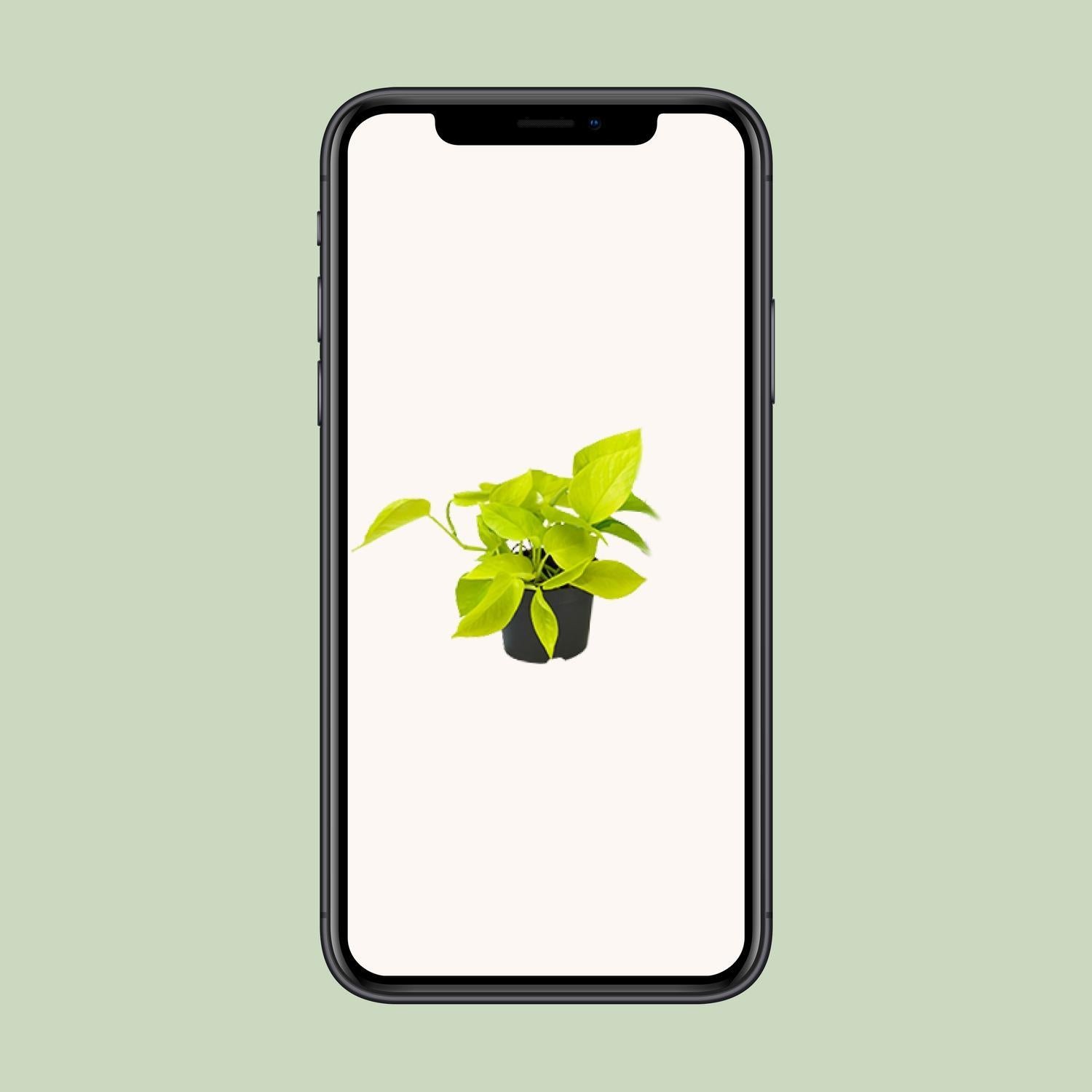 Epipremnum Gouden Pothos - Ø12 - ?15cm