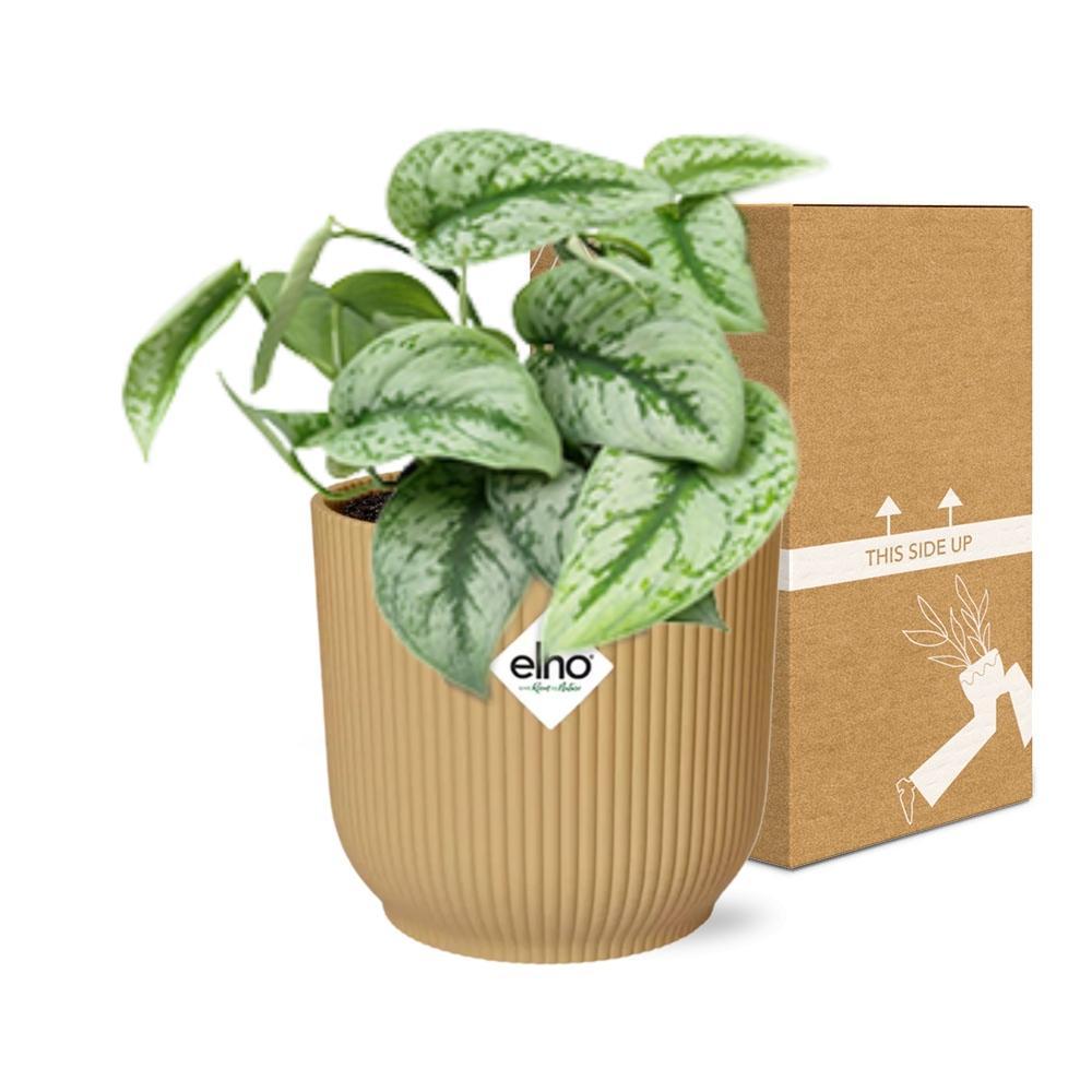 Scindapsus Pictus 'Trebie' in ELHO Vibes Fold 14cm geel