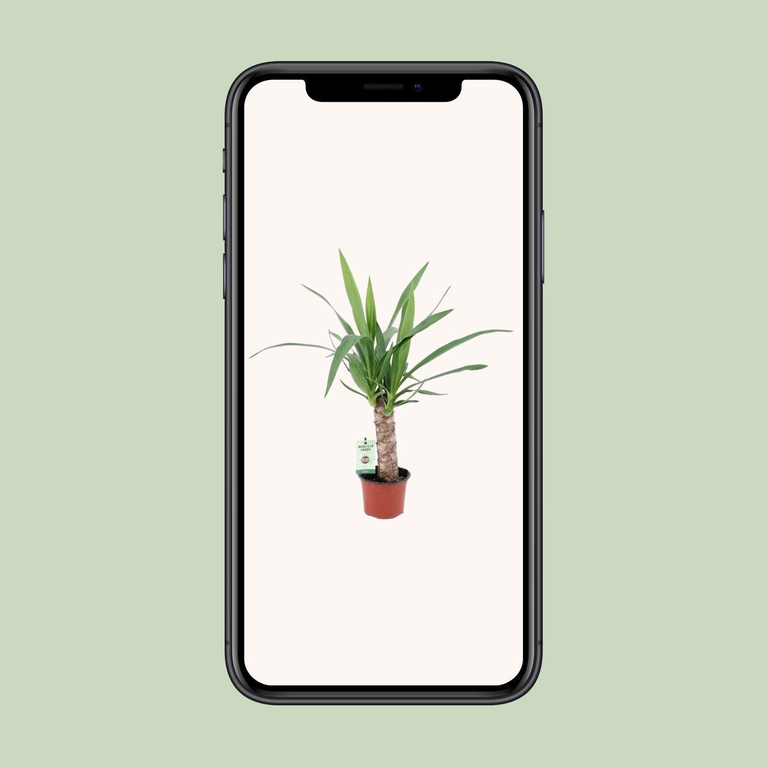 Yucca-Ø12cm - ↕50cm