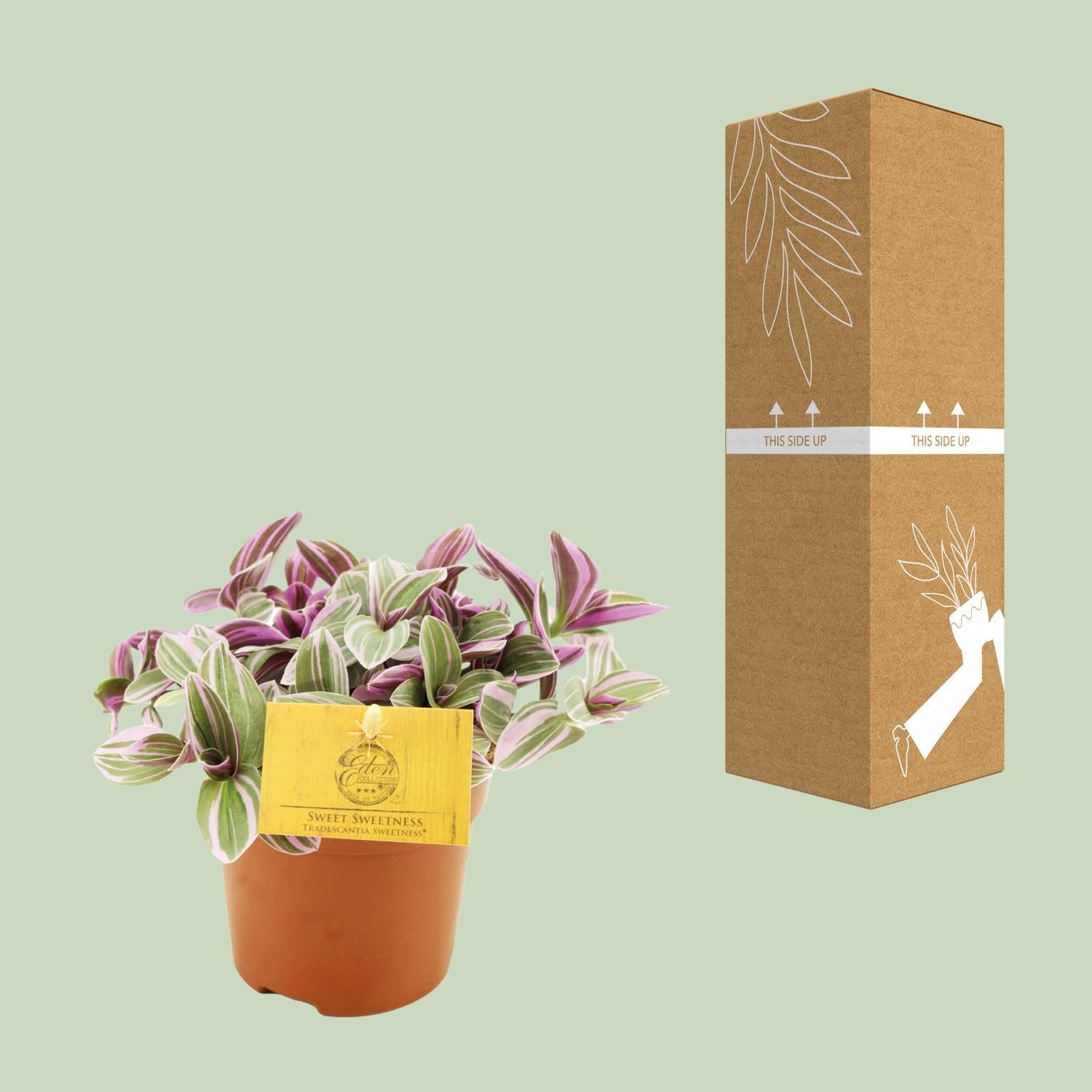 Tradescantia Zoetheid 10,5cm - Ø10,5cm - ↕cm