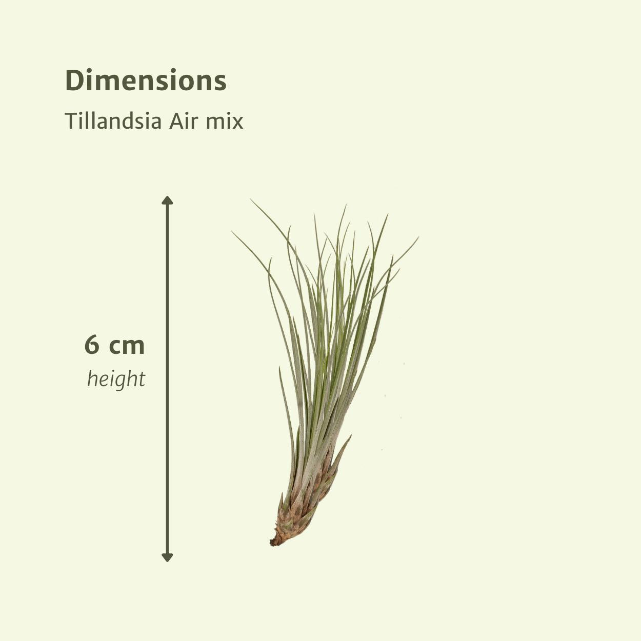 Tillandsia Airmix - 10 stuks - 6 cm - ø6