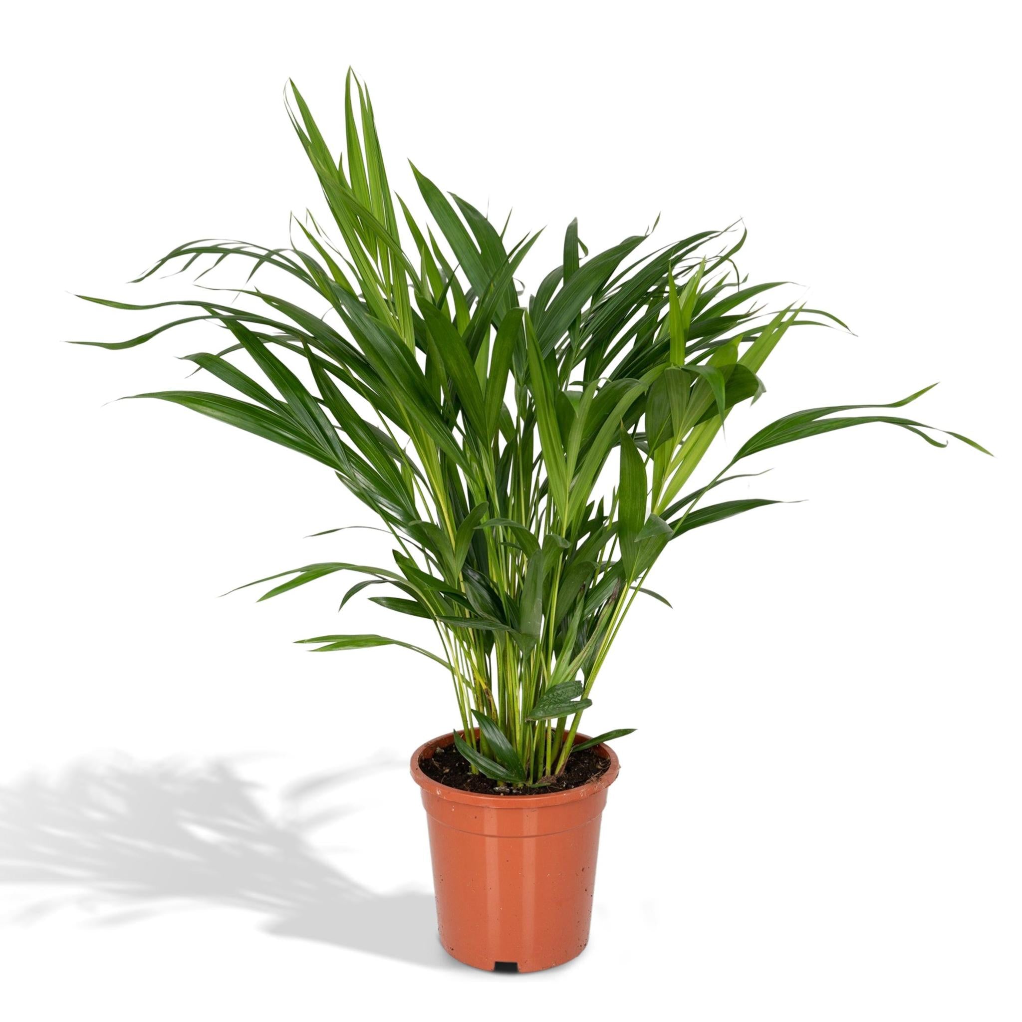 Dypsis Lutescens - Ø17 - ?60cm