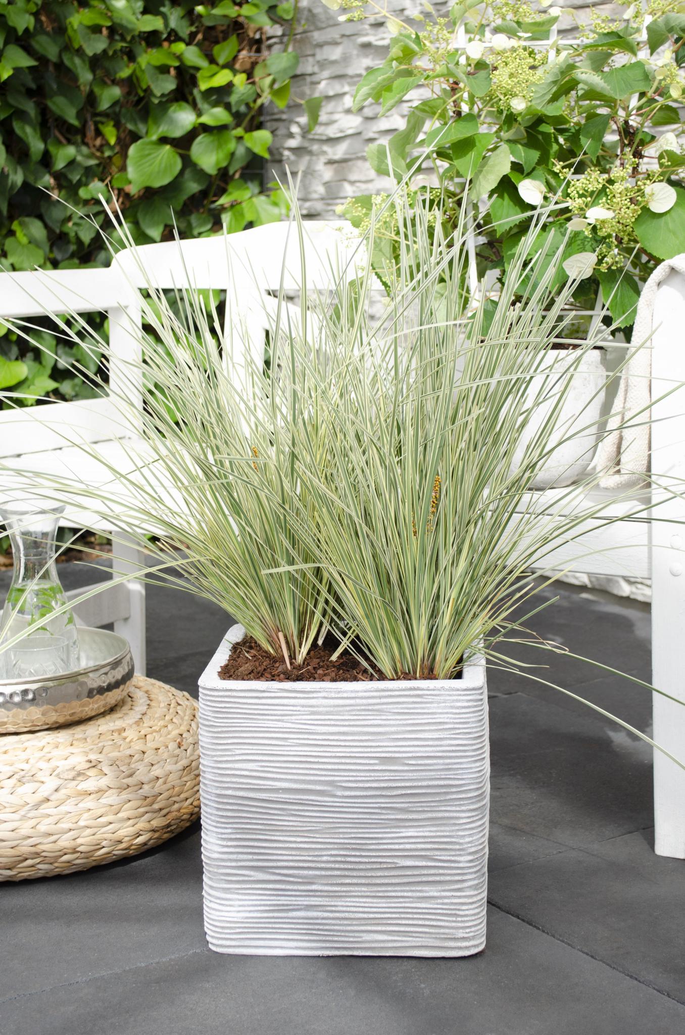 Lomandra longifolia 'White Sands' - ?40cm - Ø19