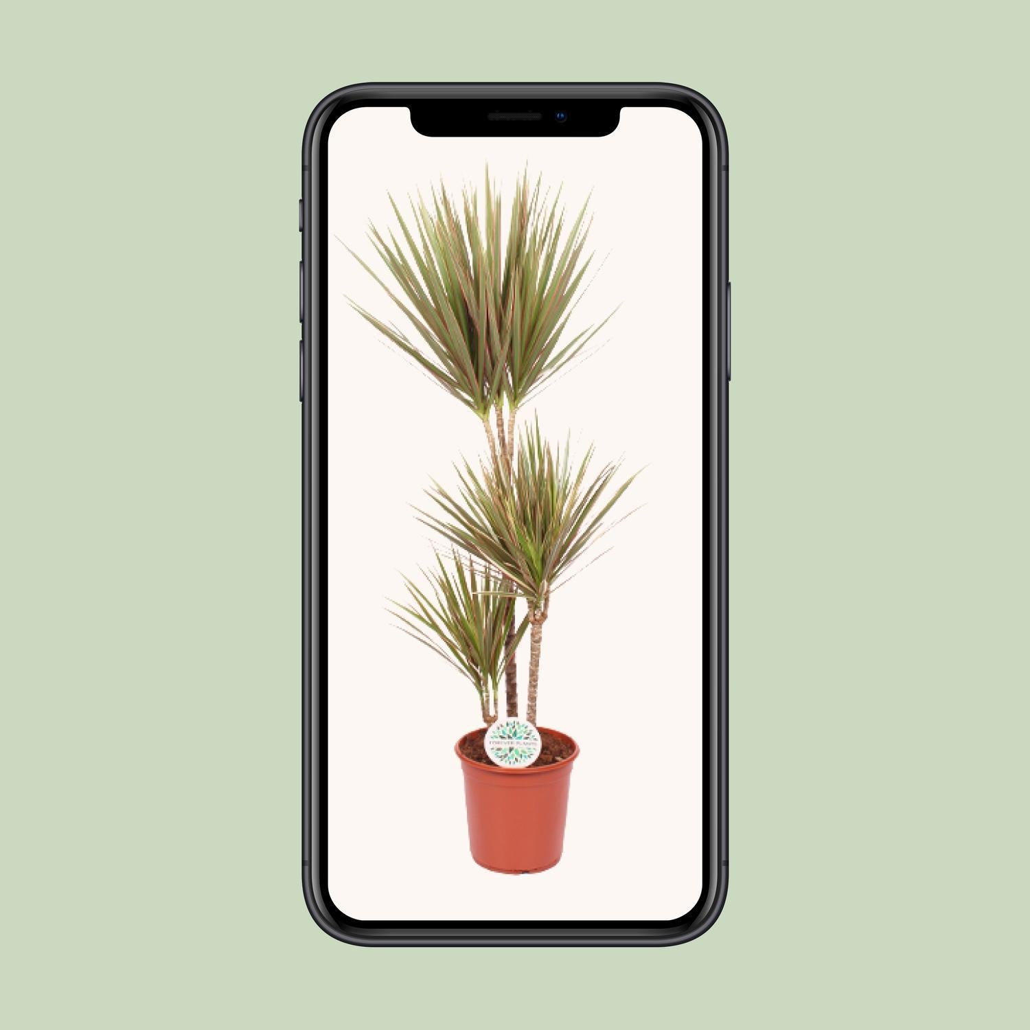 Dracaena Tweekleurig - Ø24cm - ↕115cm