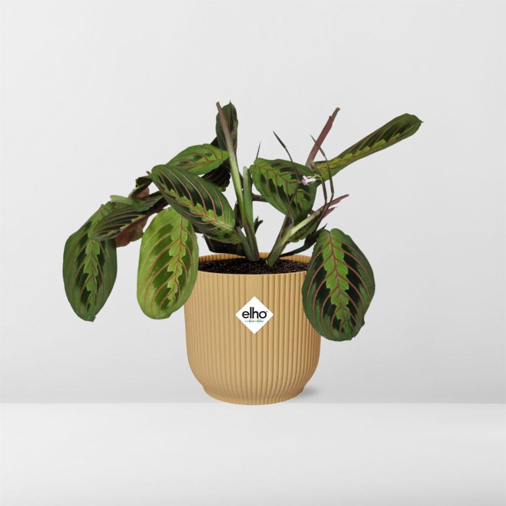 Maranta Leuconeura 'Fascinator' Tricolor in ELHO Vibes Fold 14cm geel