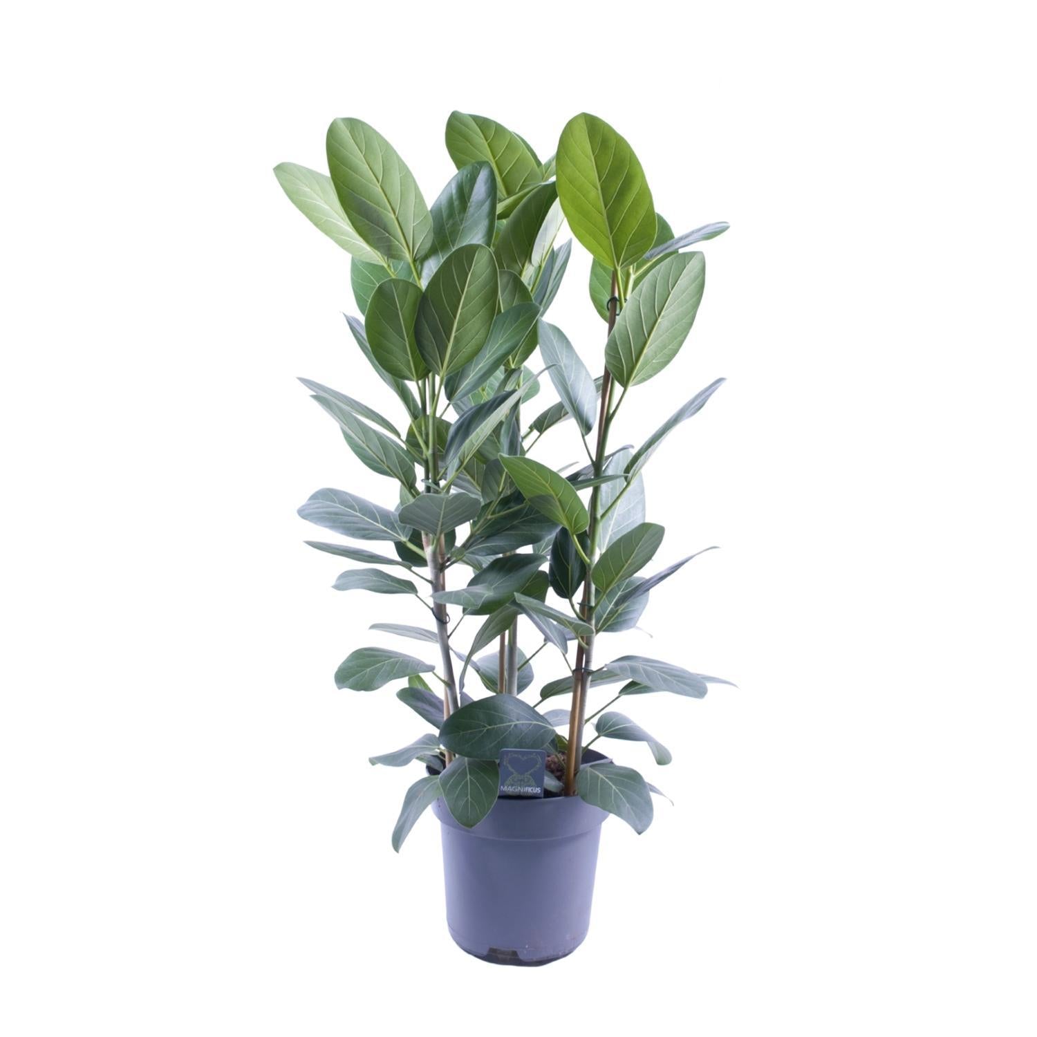 Ficus Binnendijkii Amstel King Goud - Ø27cm - ↕75cm