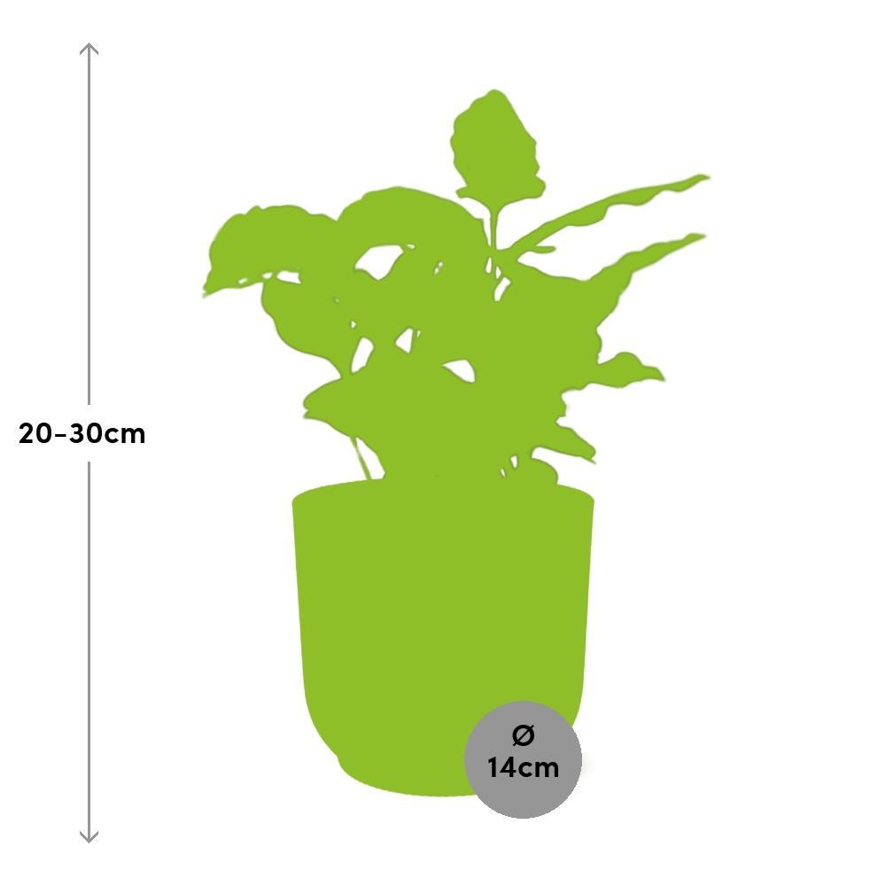 Koffie Arabica in ELHO Vibes Fold 14cm geel