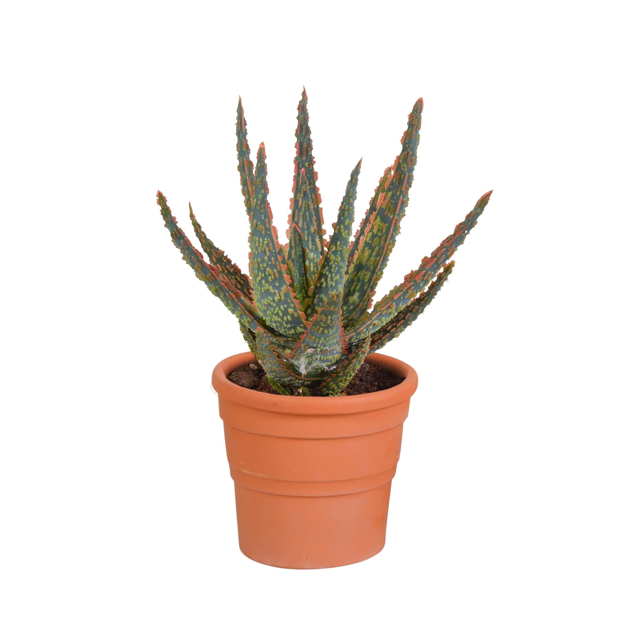 Aloë zebrina Dannyz 10,5cm - in terracotta pot
