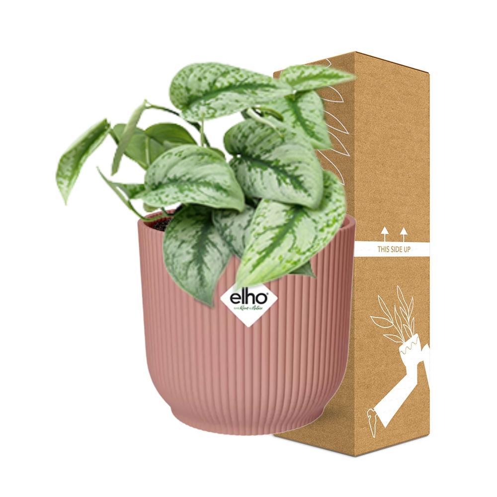 Scindapsus Pictus 'Trebie' in ELHO Vibes Fold 14cm roze