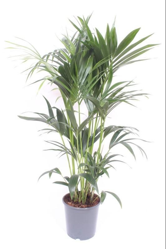 Howea Forsteriana - Ø24 ↕120