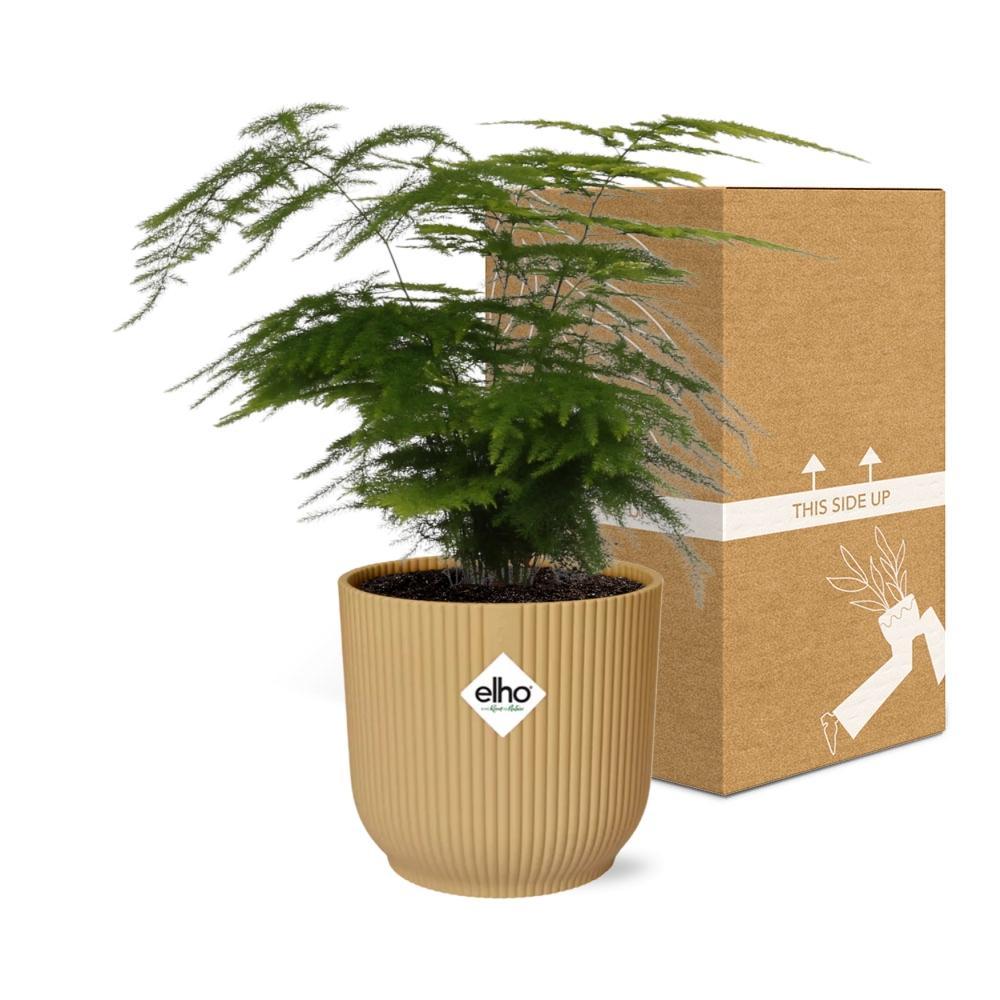 Asparagus Setaceus 'Plumosus' in ELHO Vibes Fold 14cm geel