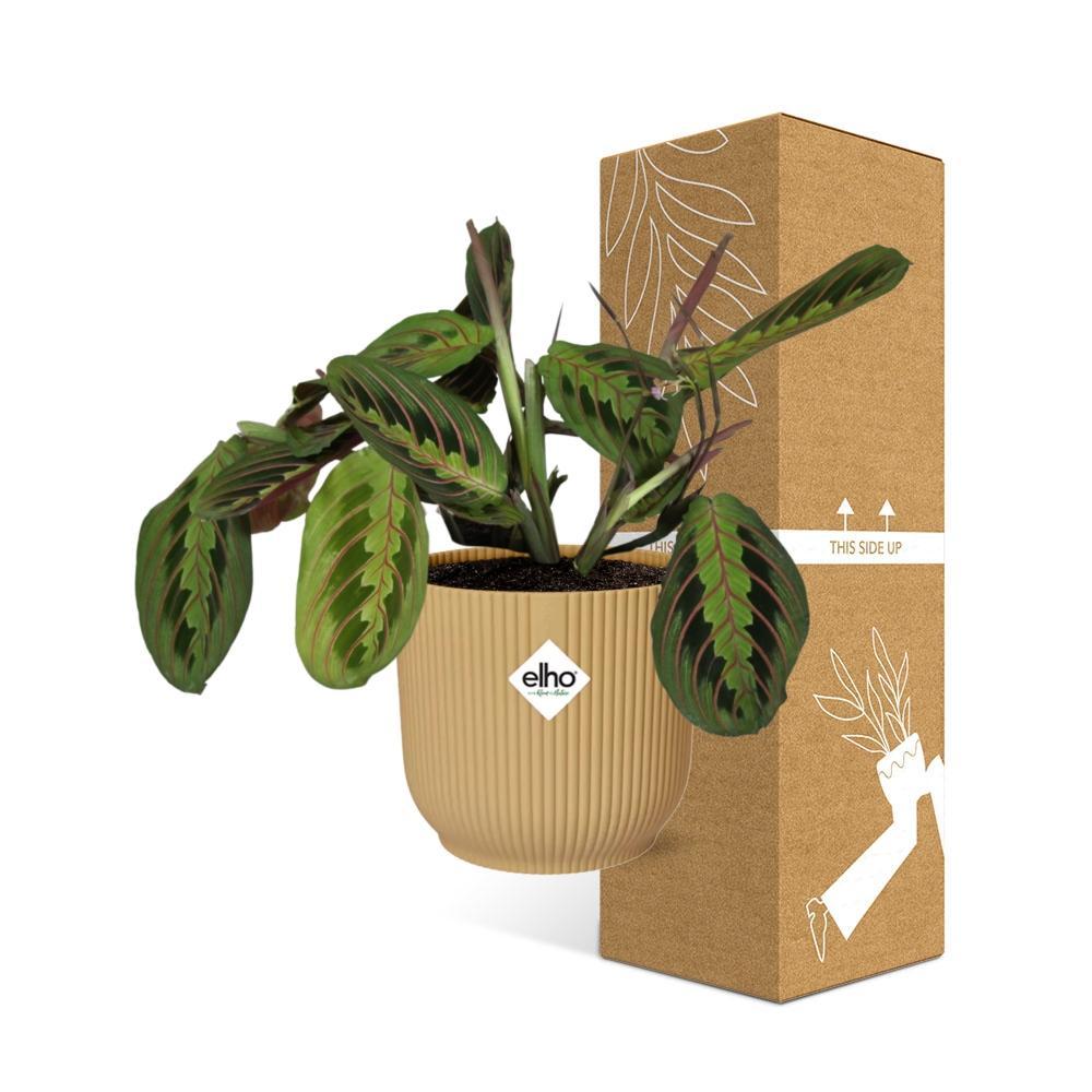 Maranta Leuconeura 'Fascinator' Tricolor in ELHO Vibes Fold 14cm geel