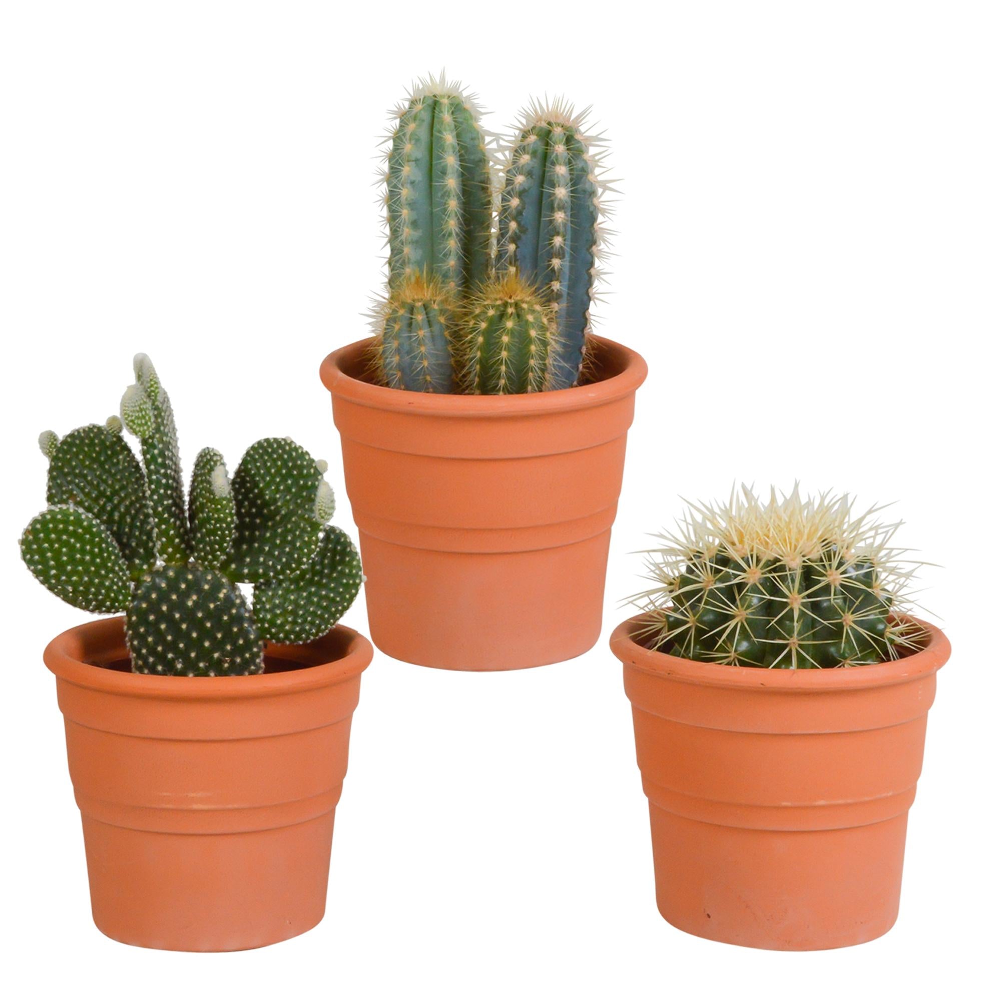 Cactusmix 10,5 cm - 3x - in terracotta pot