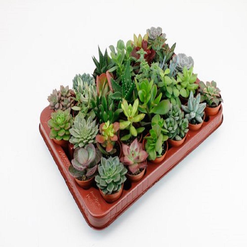 SLOT | Succulenten 30 Stuks Potmaat 5,5cm