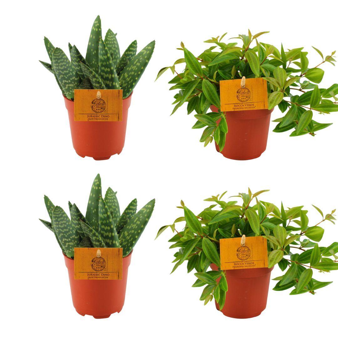 2x Aloë Paradisicum + 2x Peperomia Ang. Rocca Vivace - 4 stuks - Ø10,5cm - ↕10cm