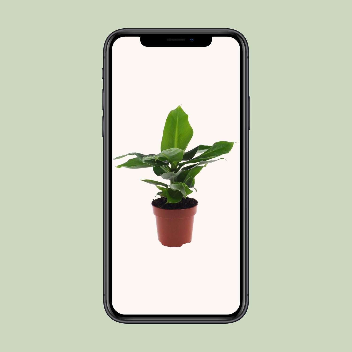 Musa Oosterse Dwerg - 25cm - ø12